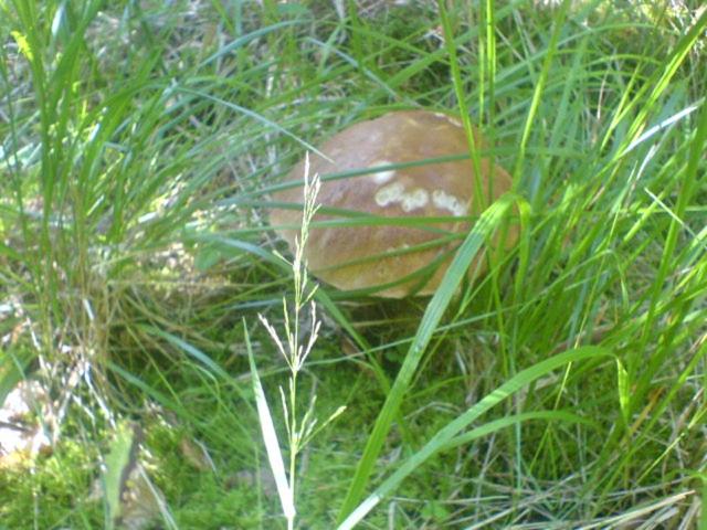Аня Рома, photo 33