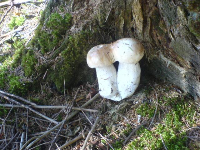 Аня Рома, photo 81