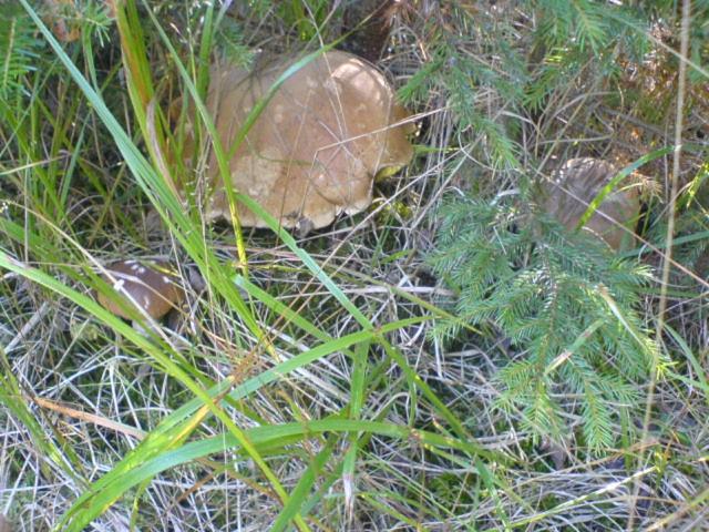 Аня Рома, photo 76