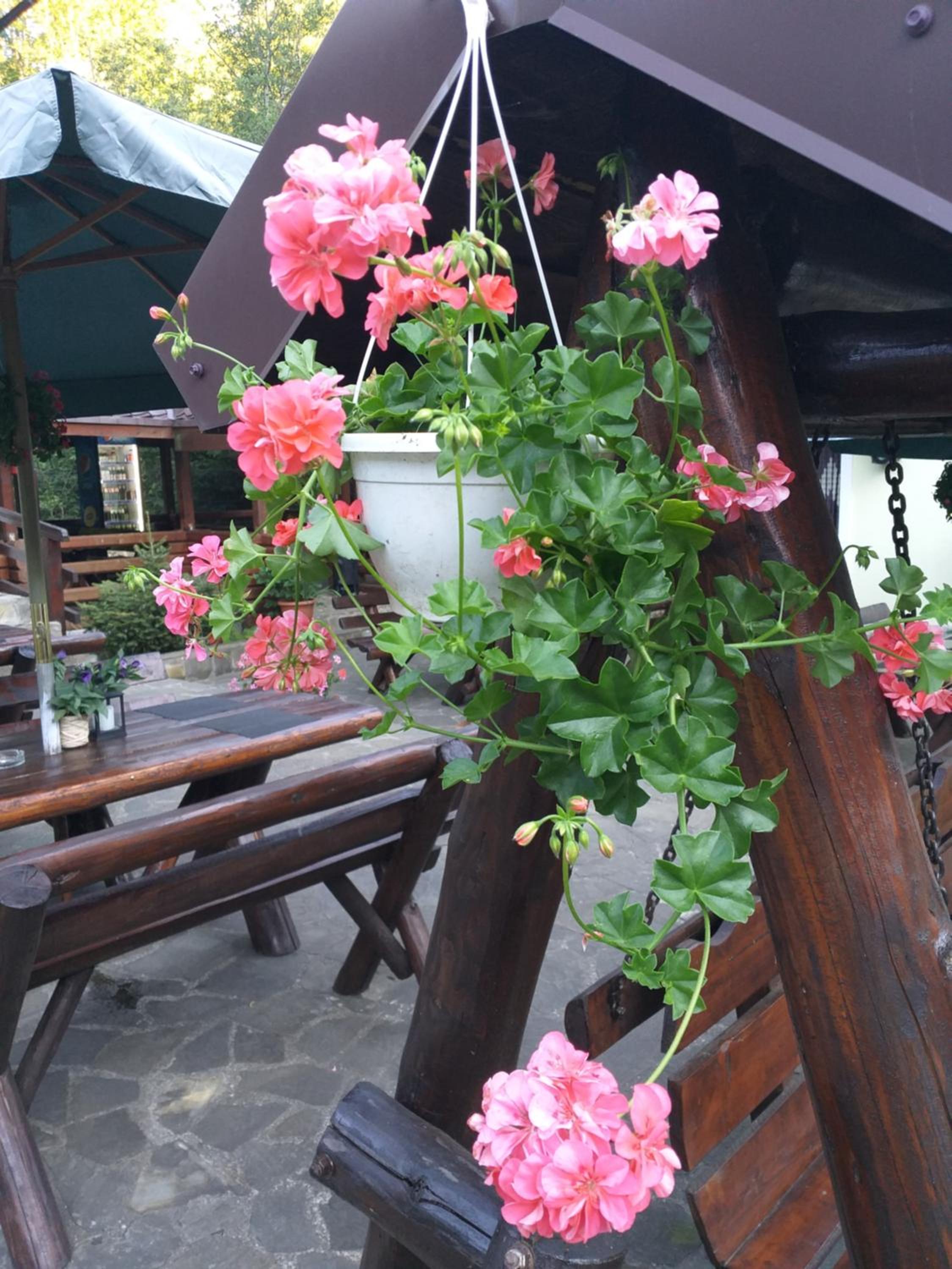 Pensiunea Flora