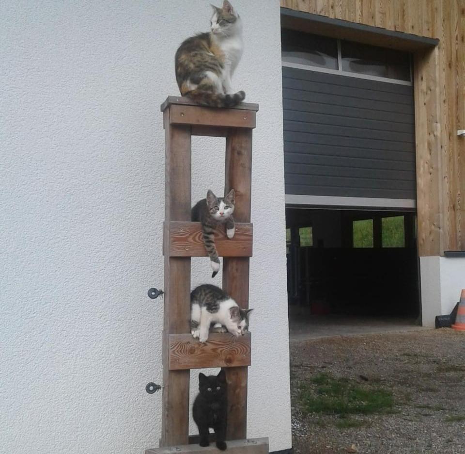 Schartlhof