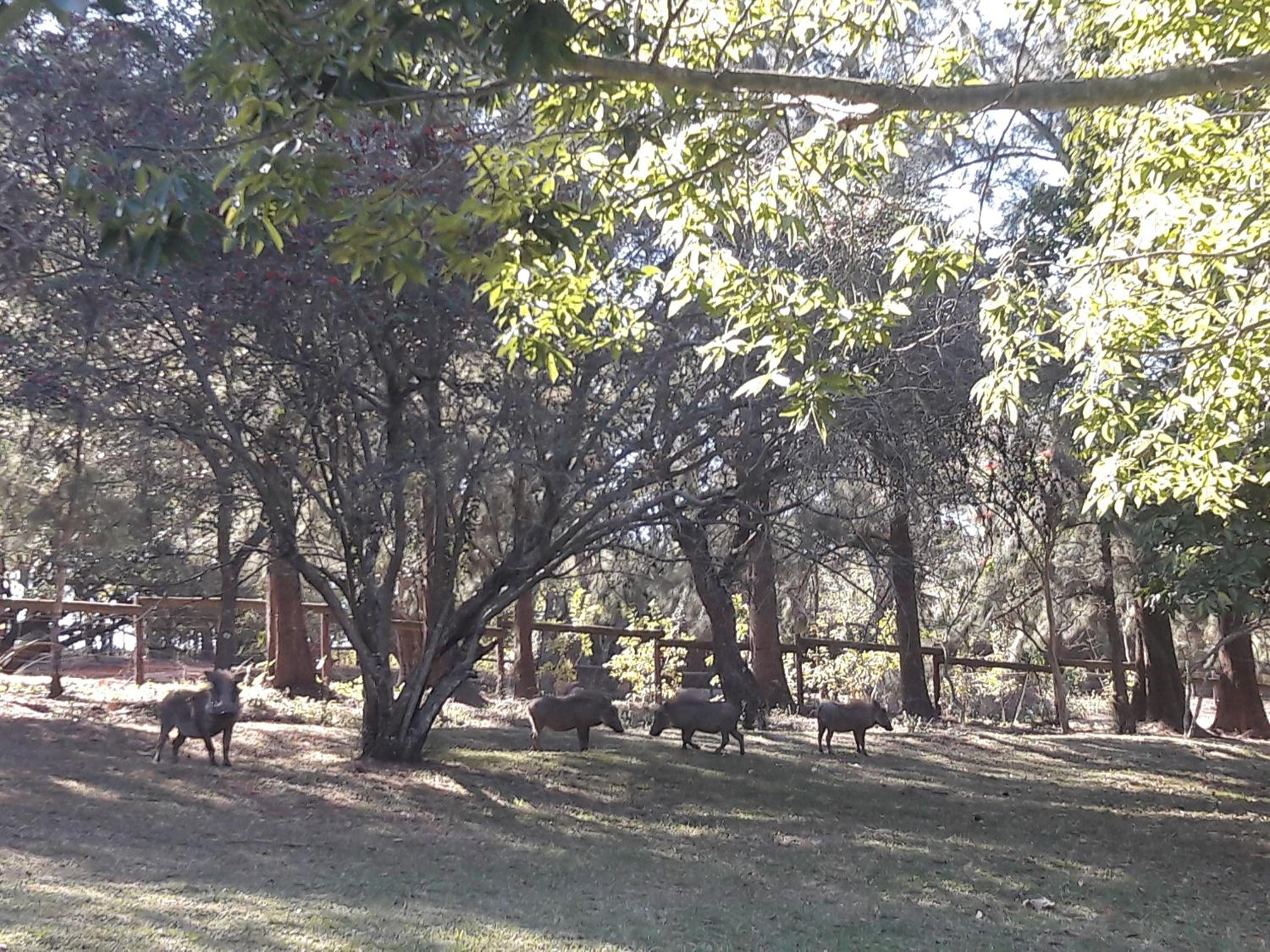 Wild Fig Guesthouse view 4