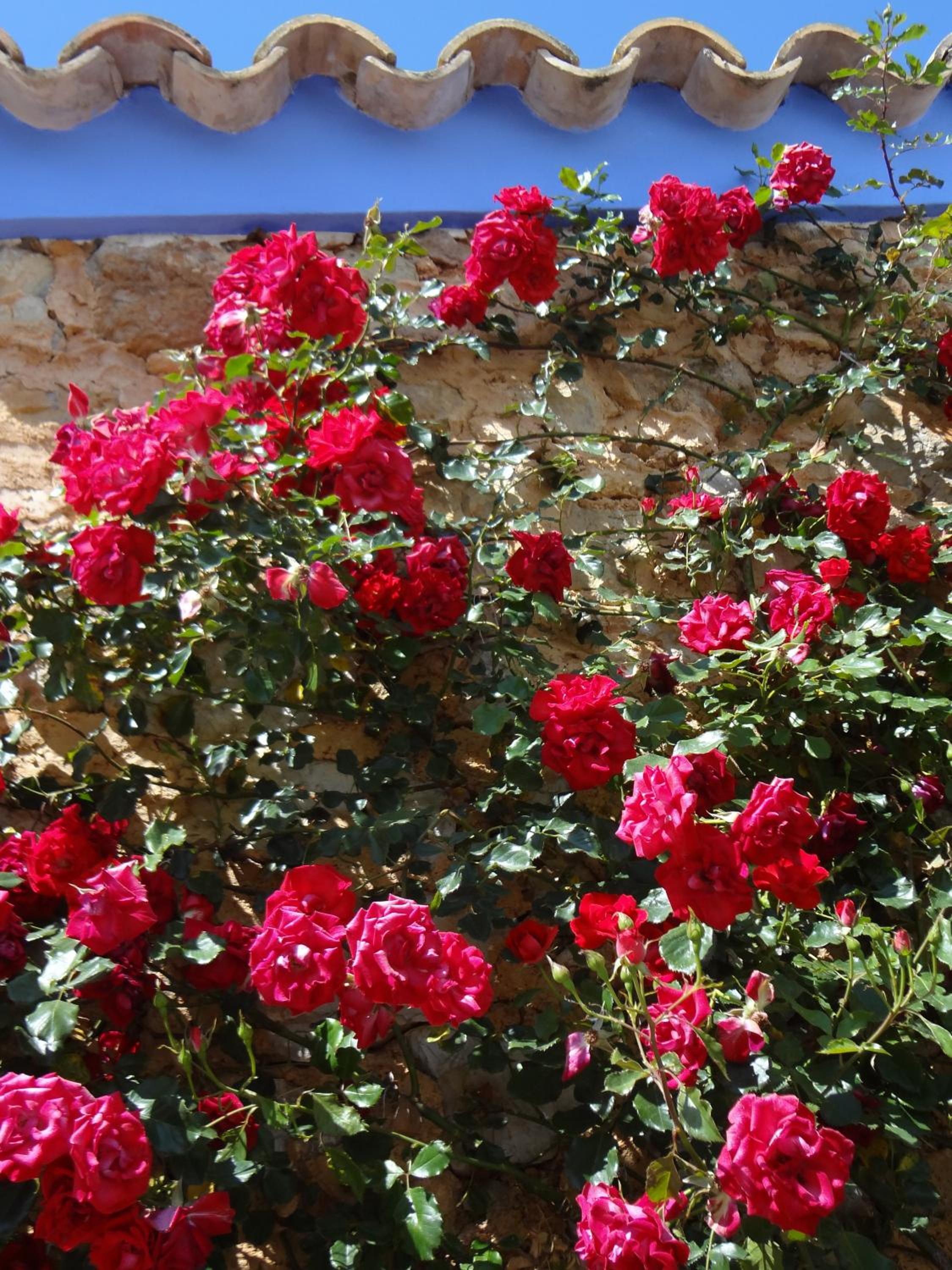 Agroturismo Sa Vinya d'en Palerm