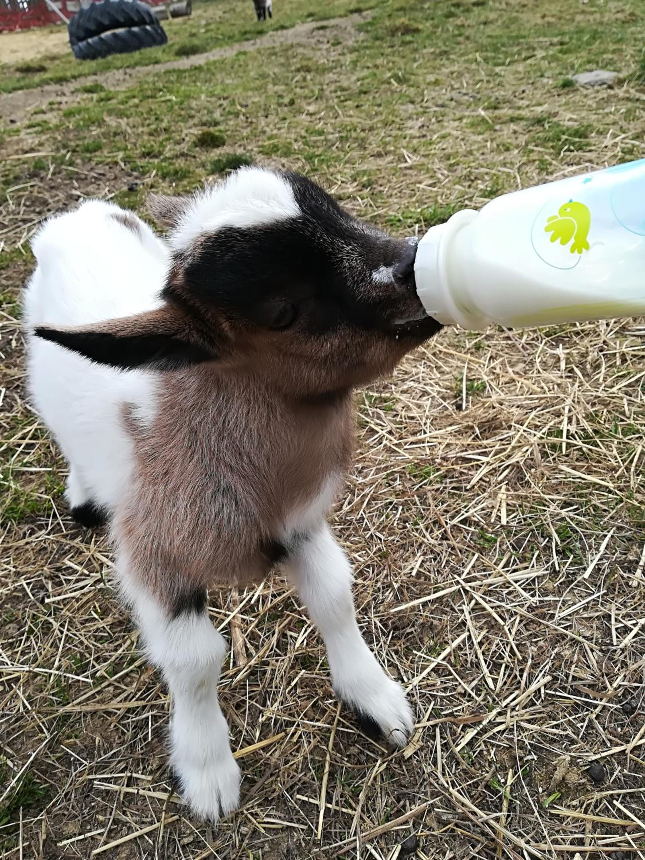 Farma Ranch Jelemek