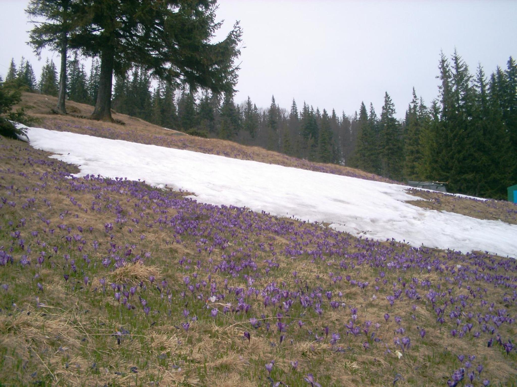 Аня Рома, photo 24