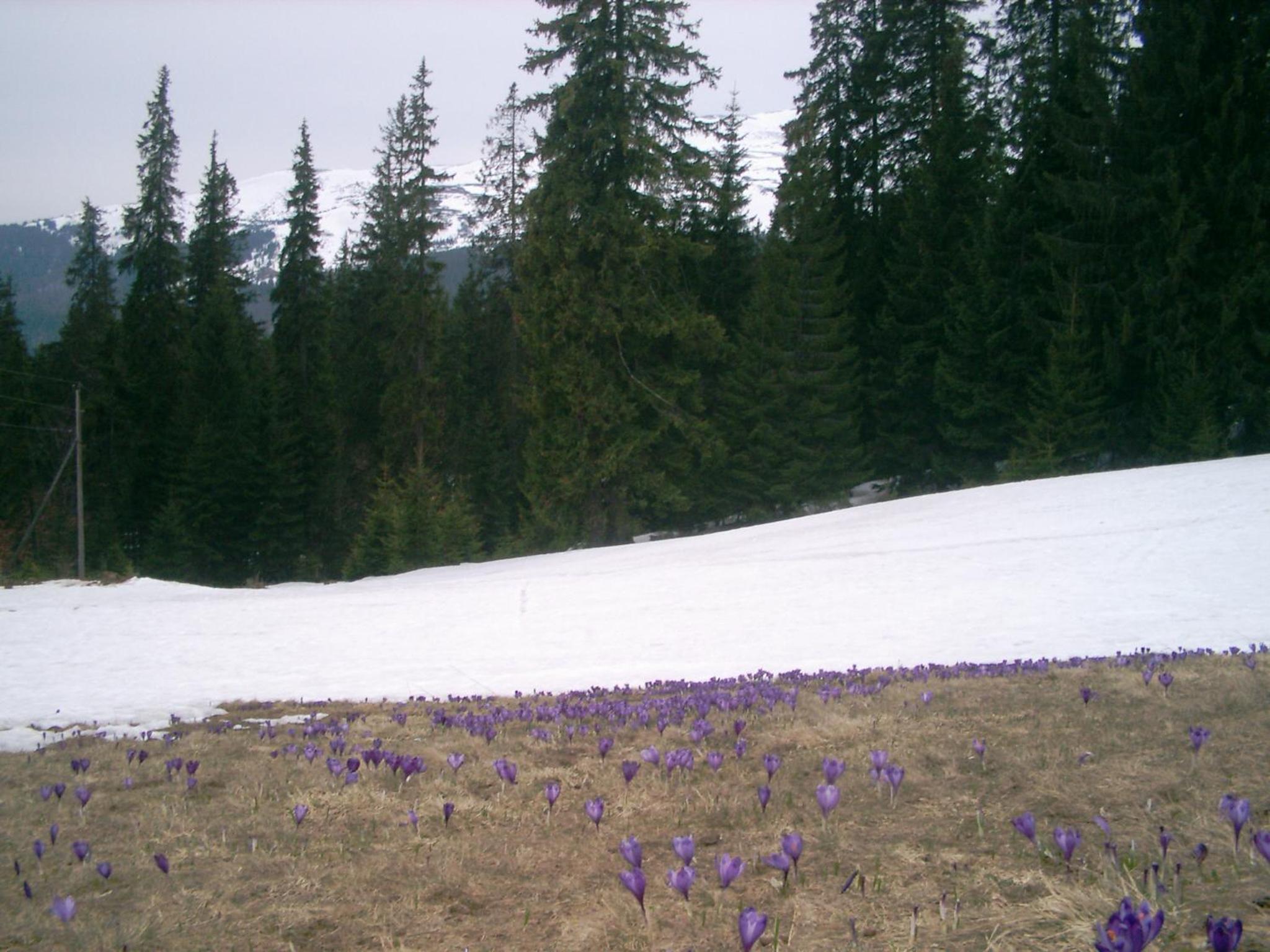 Аня Рома, photo 12