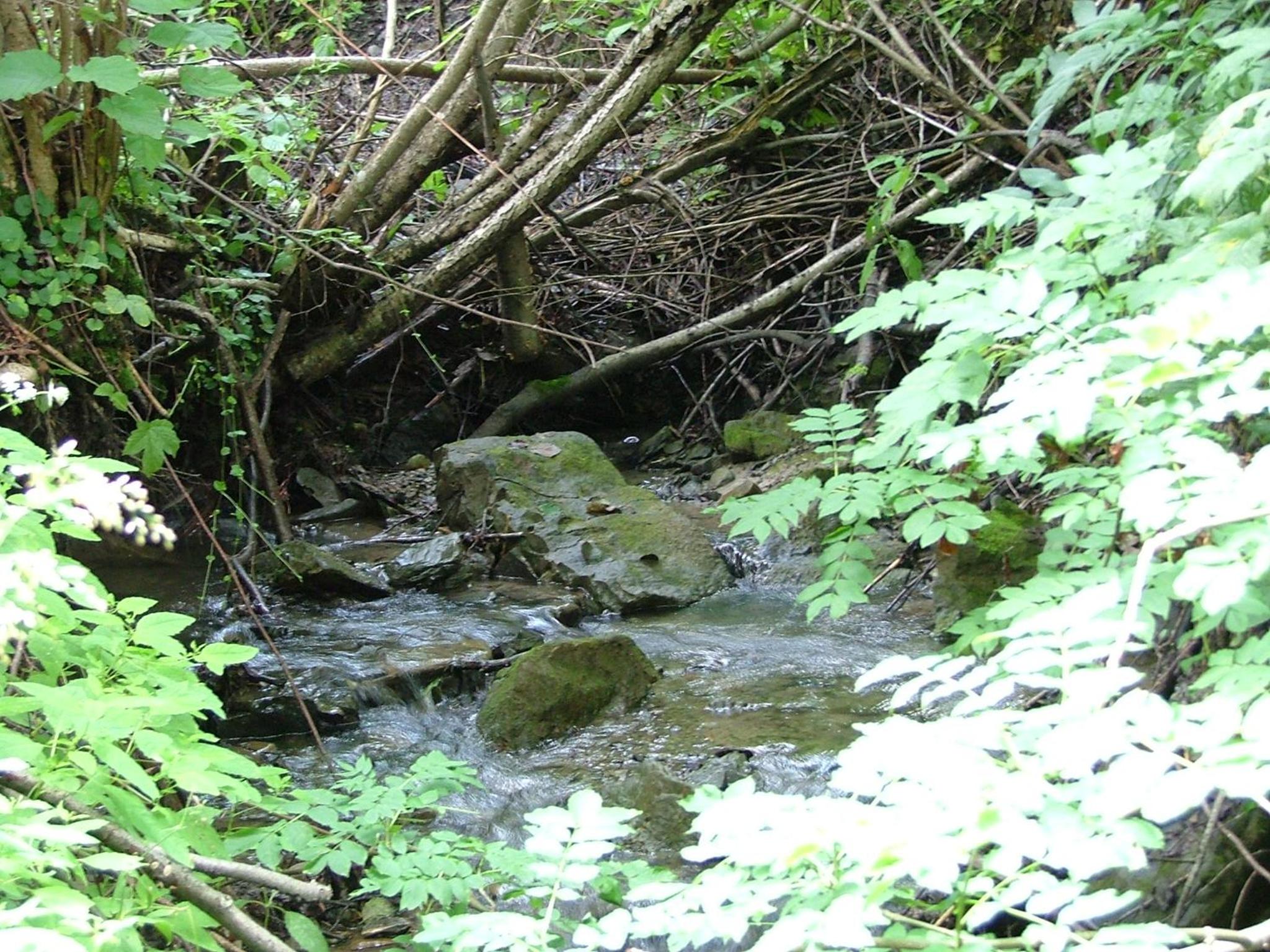 Аня Рома, photo 20