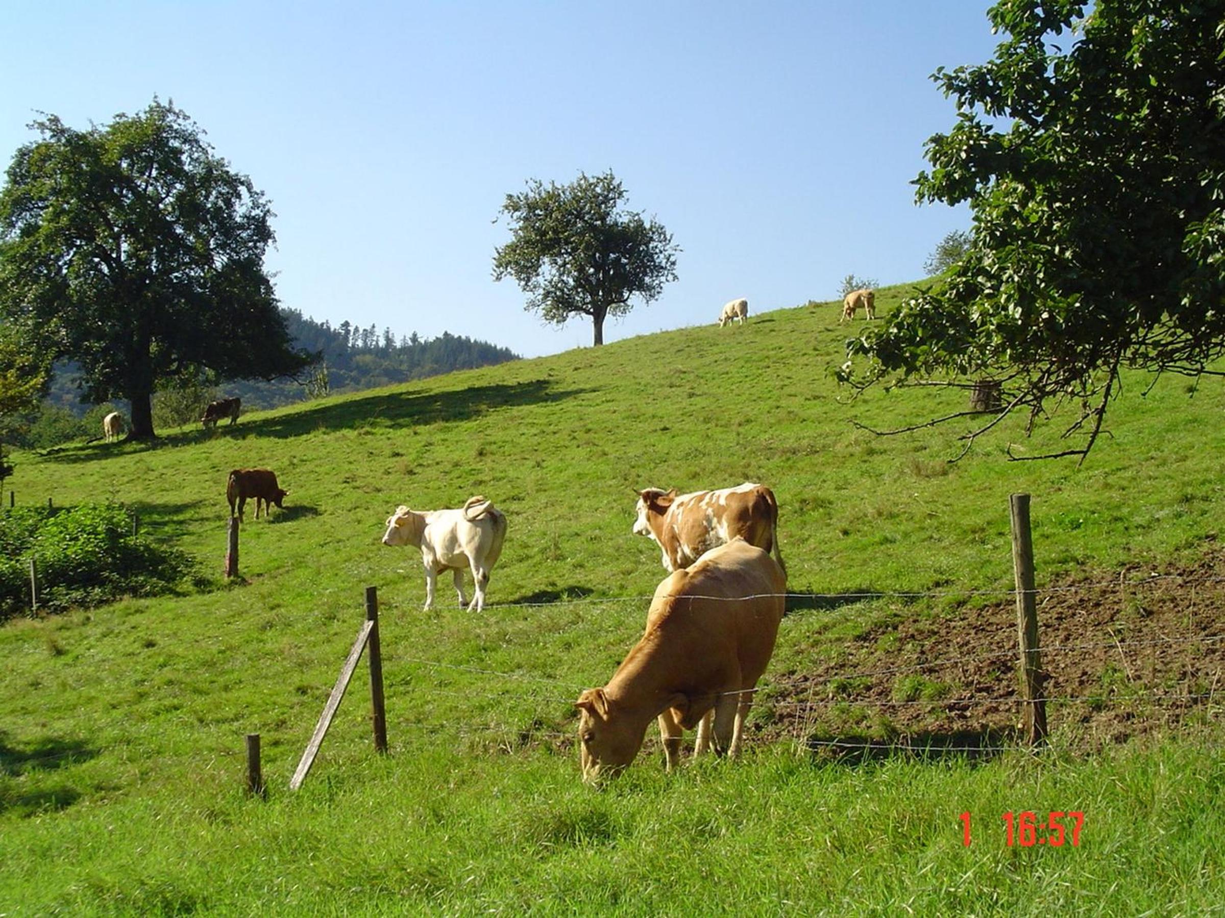 Photo 10