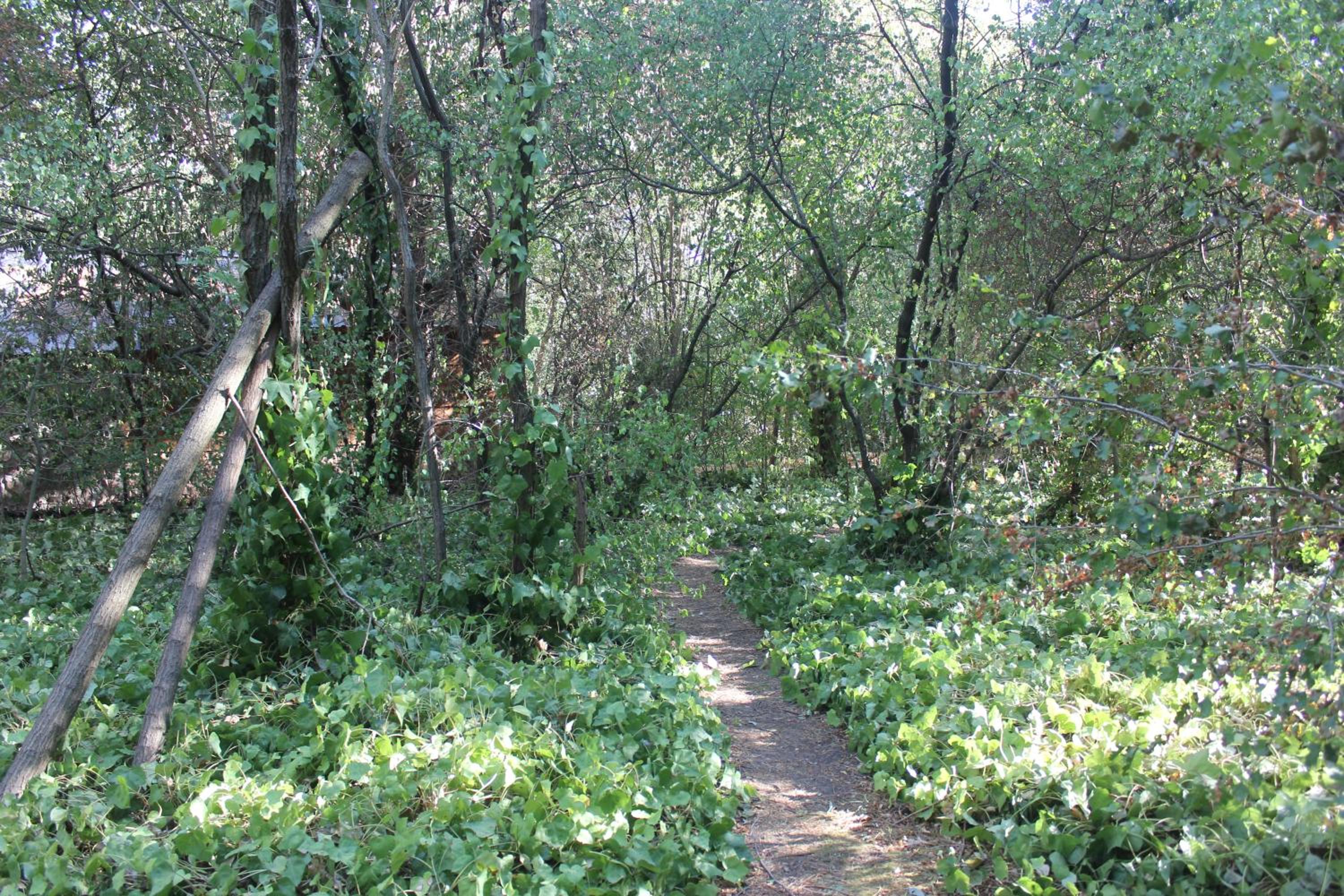 Cabaña Odila