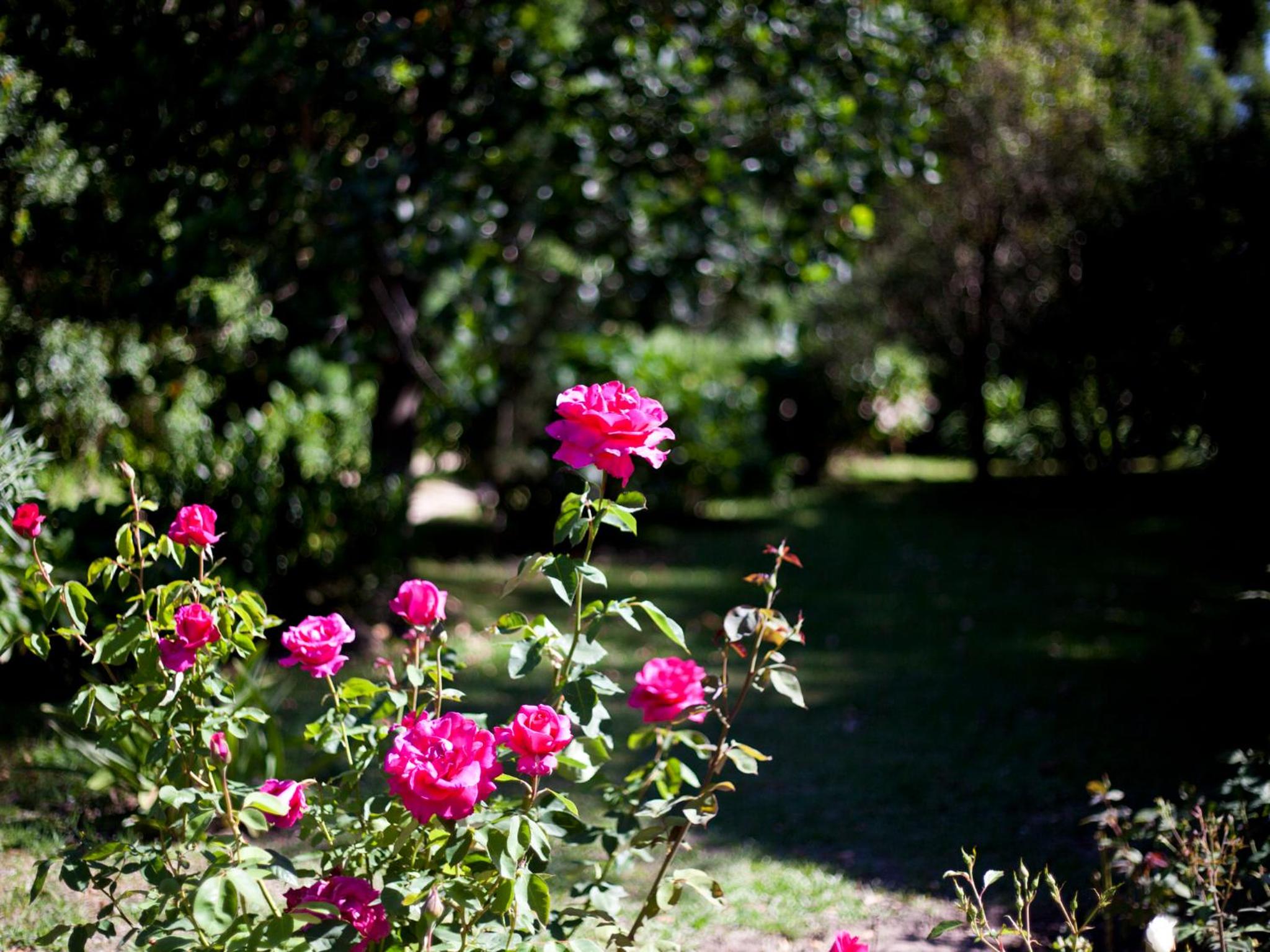 Andelomi Nature's Rest