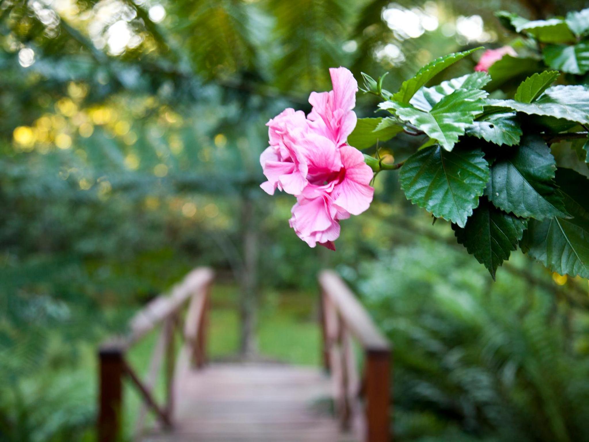 Andelomi Nature's Rest