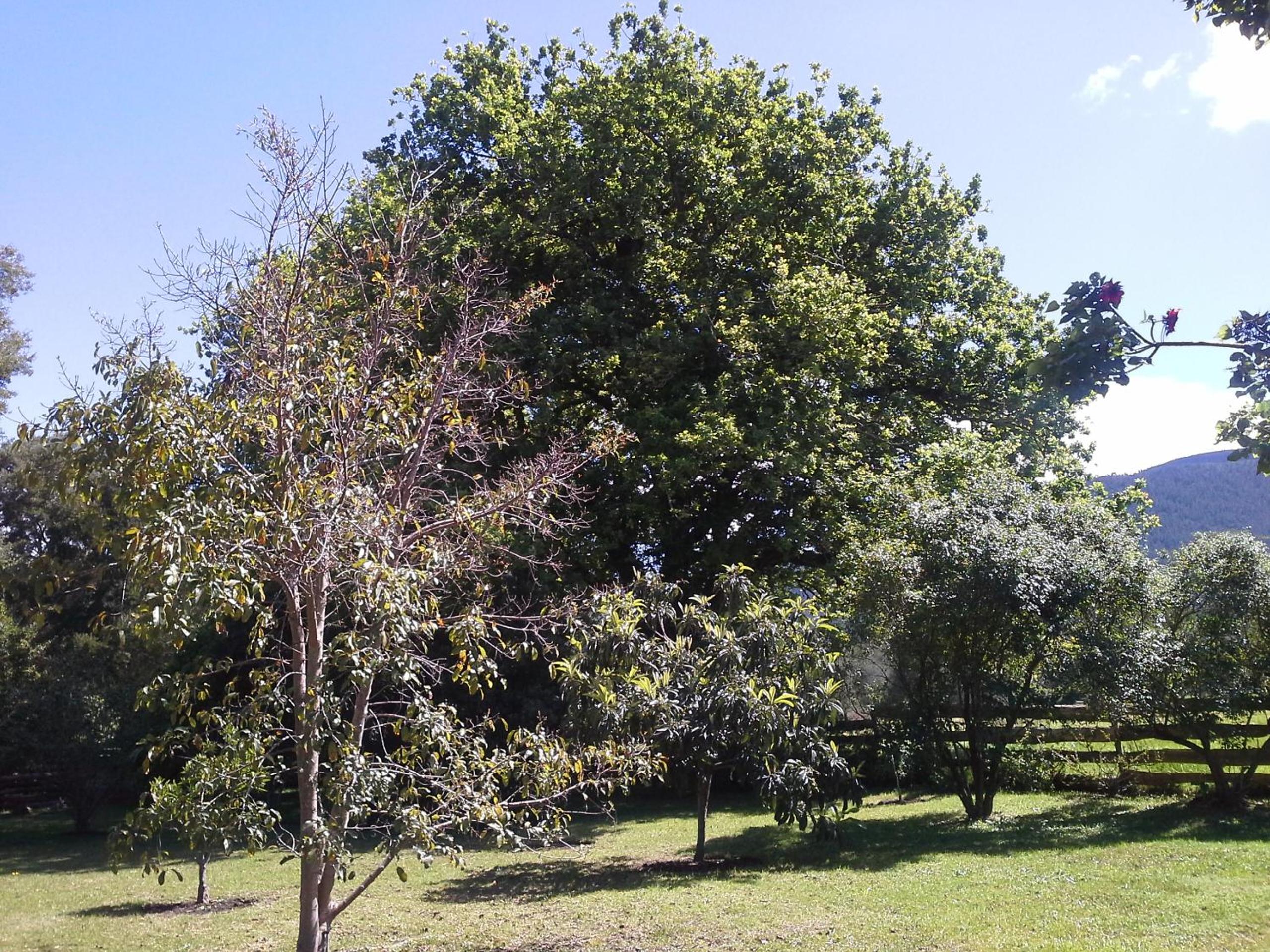 Andelomi Nature's Rest