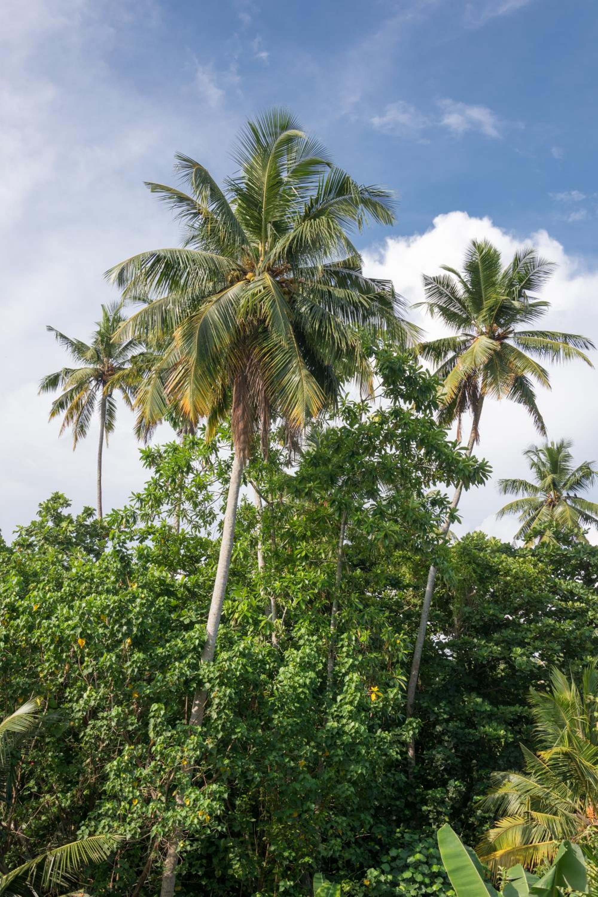 Tropical Paradise
