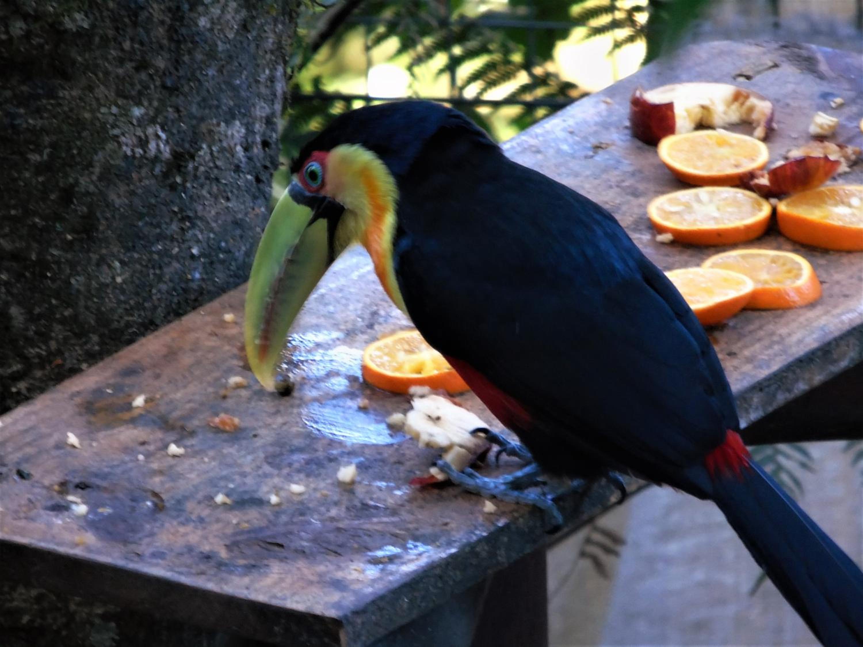 Recanto da Mata Pousada