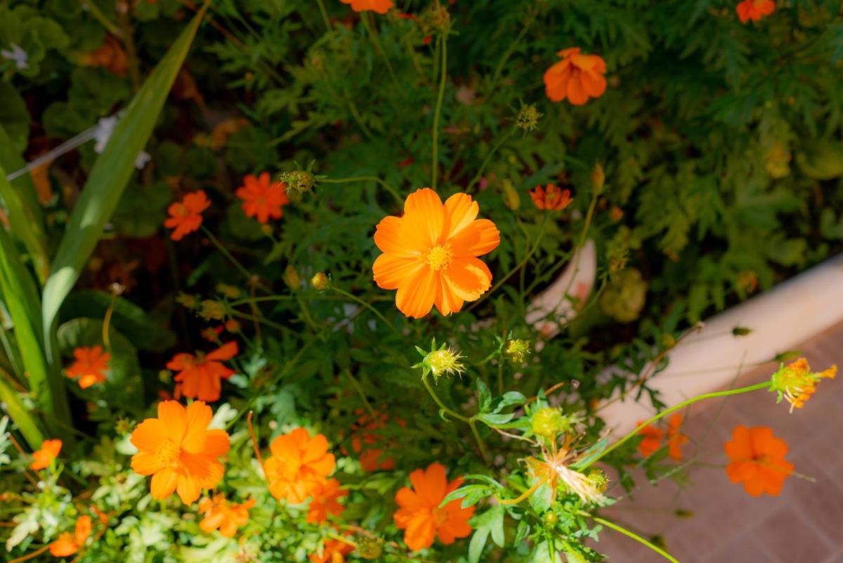 garden