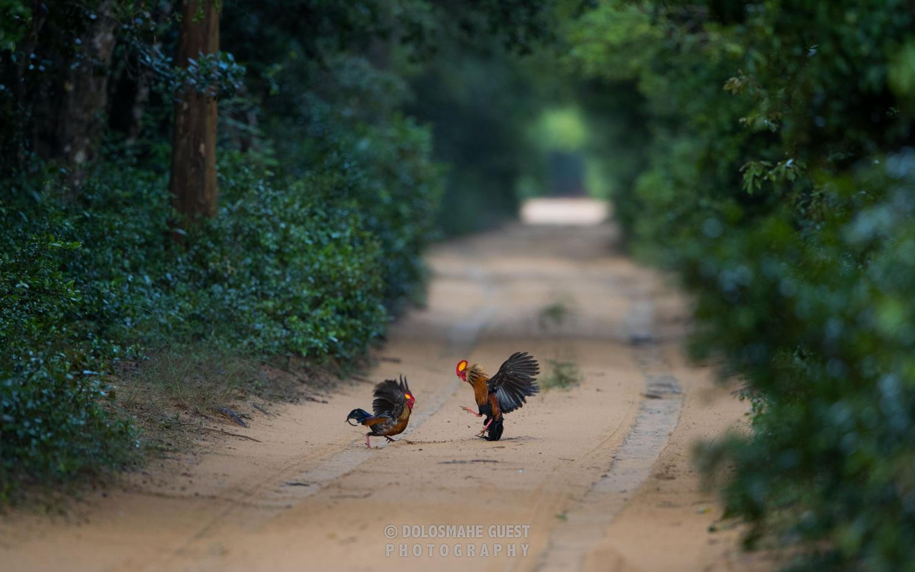 Wilpattu Dolosmahe