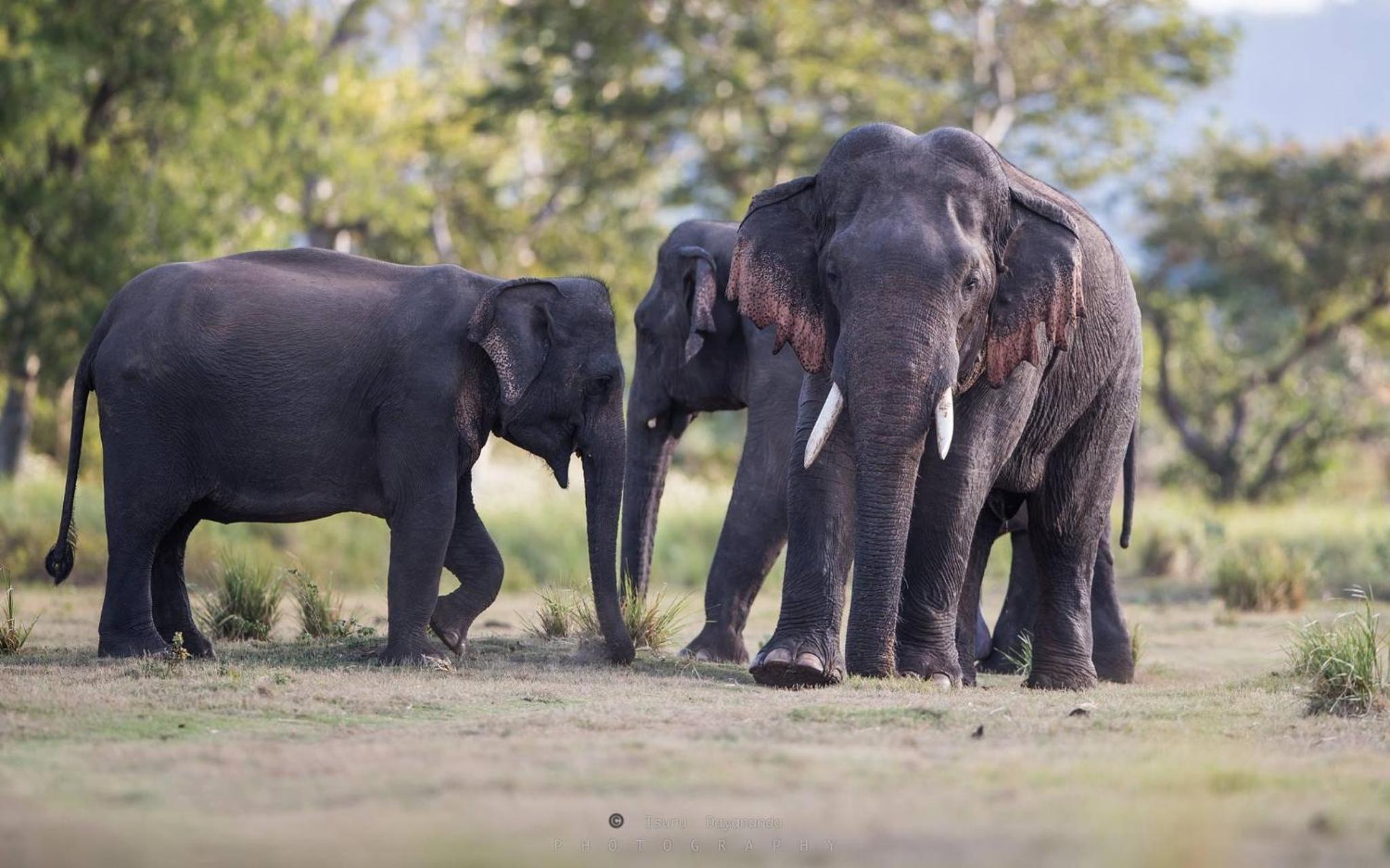 Wilpattu Dolosmahe