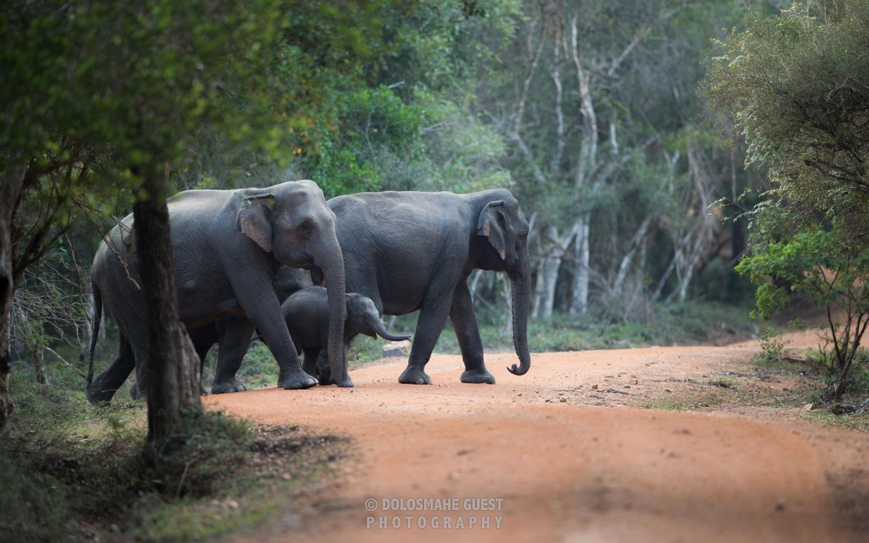 Wilpattu Dolosmahe