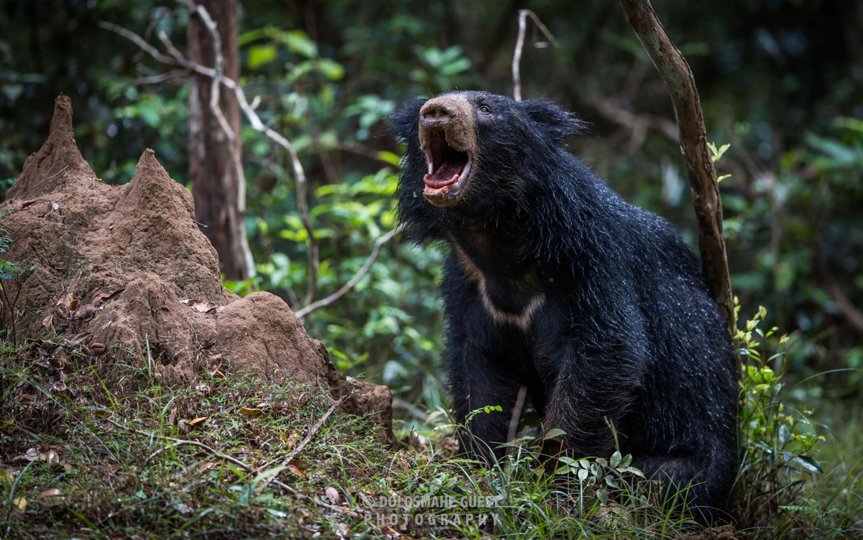 Wilpattu Dolosmahe