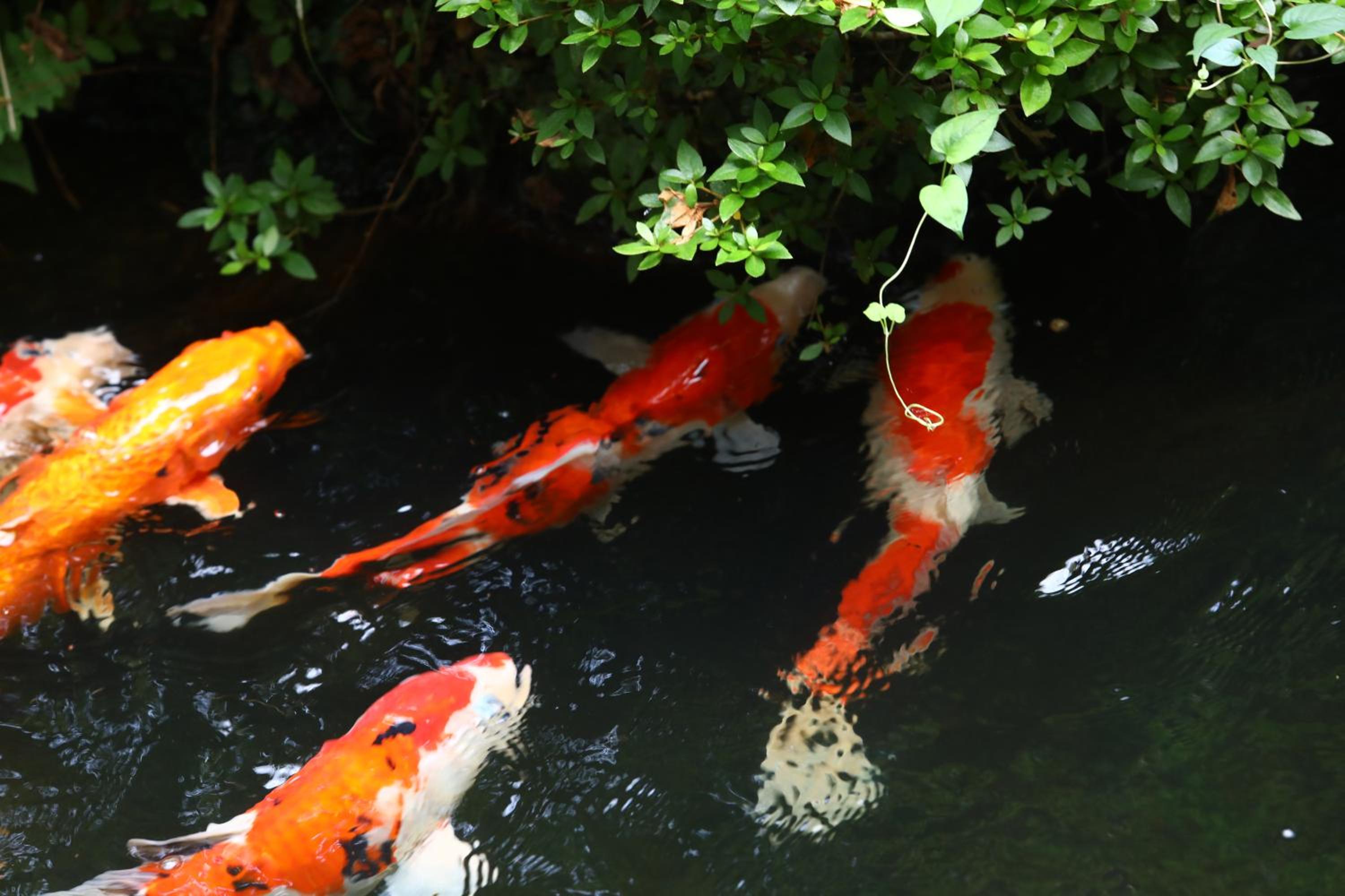 Photo 44