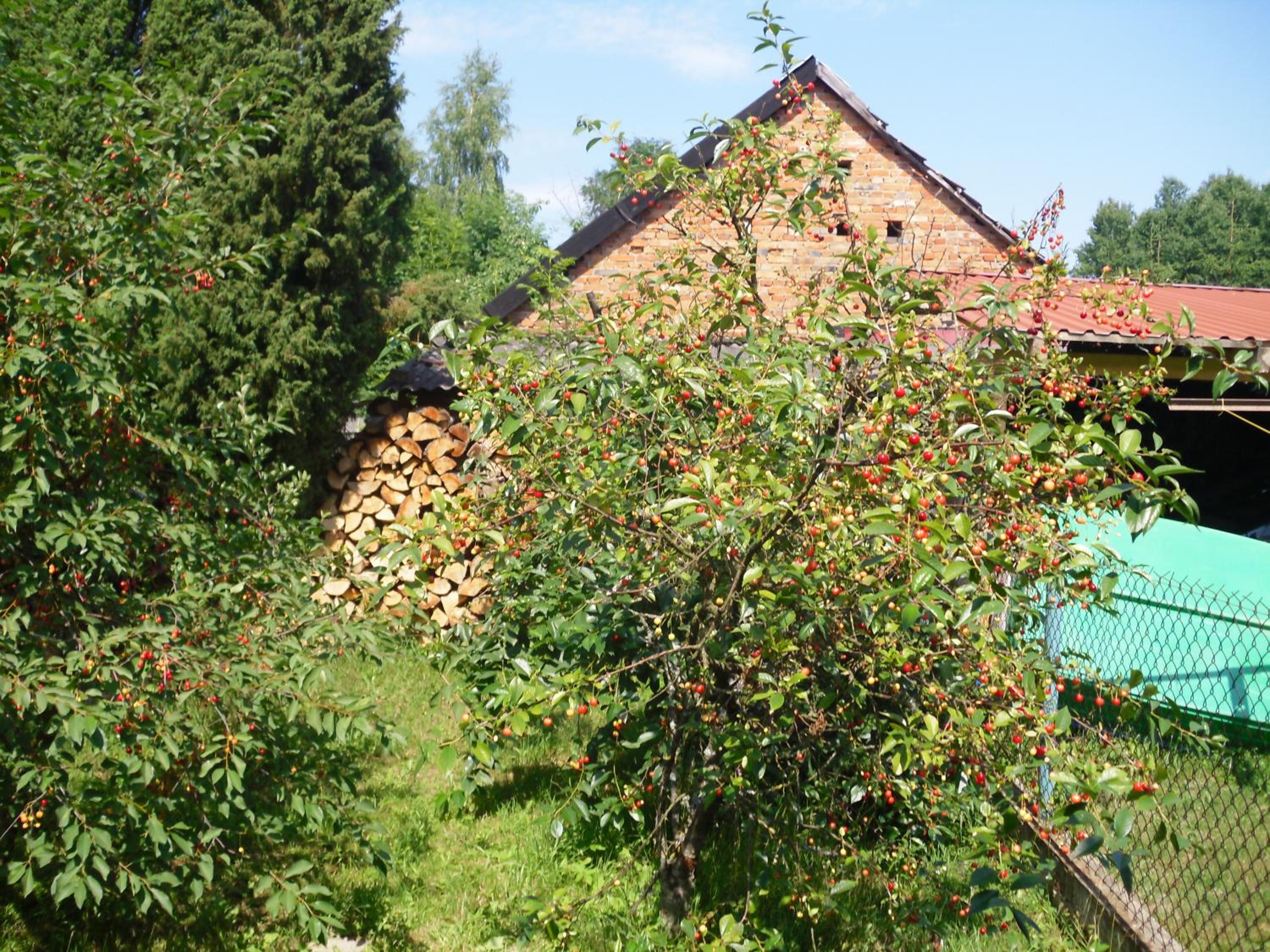 Photo 11