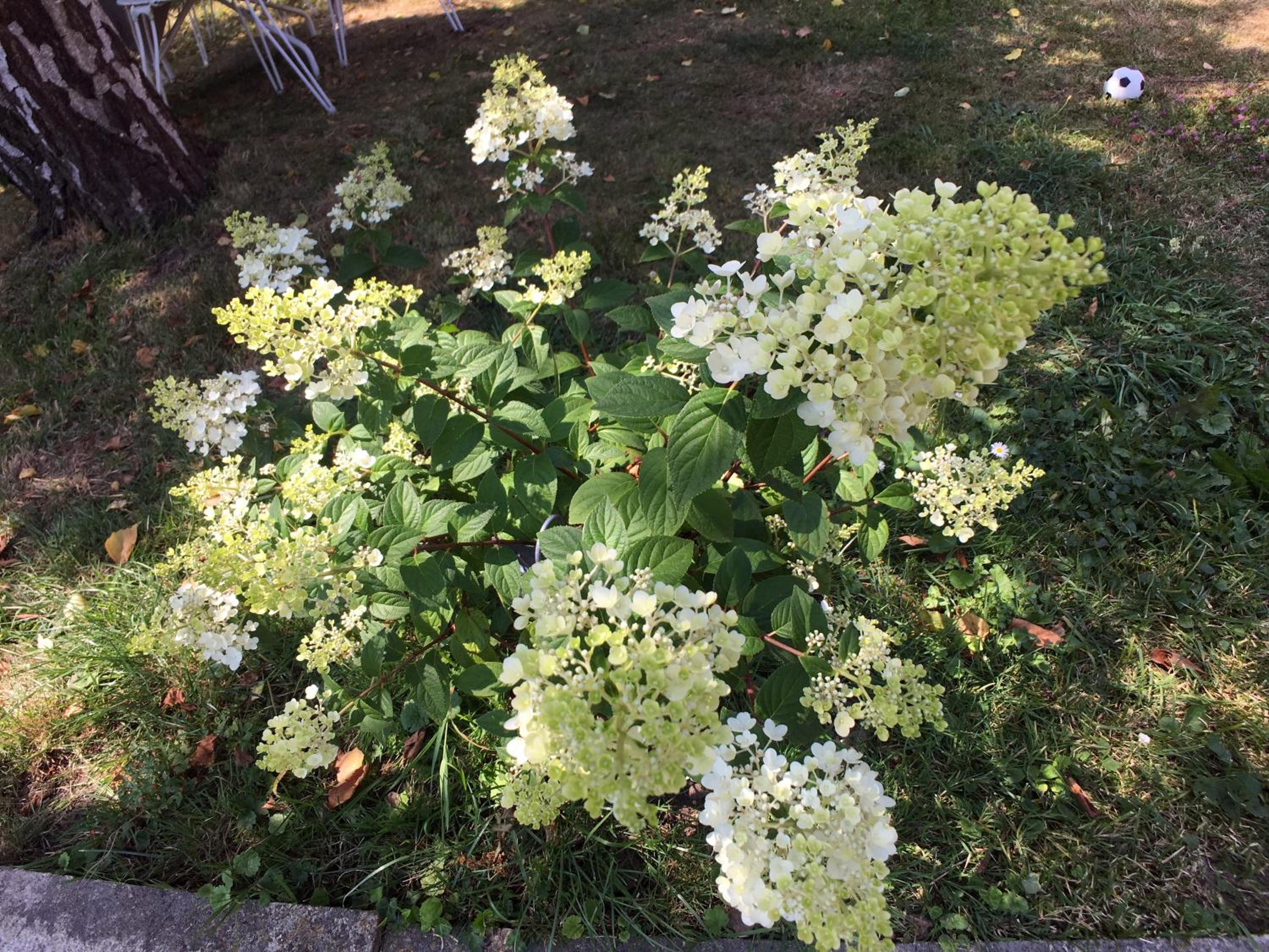 Photo 41