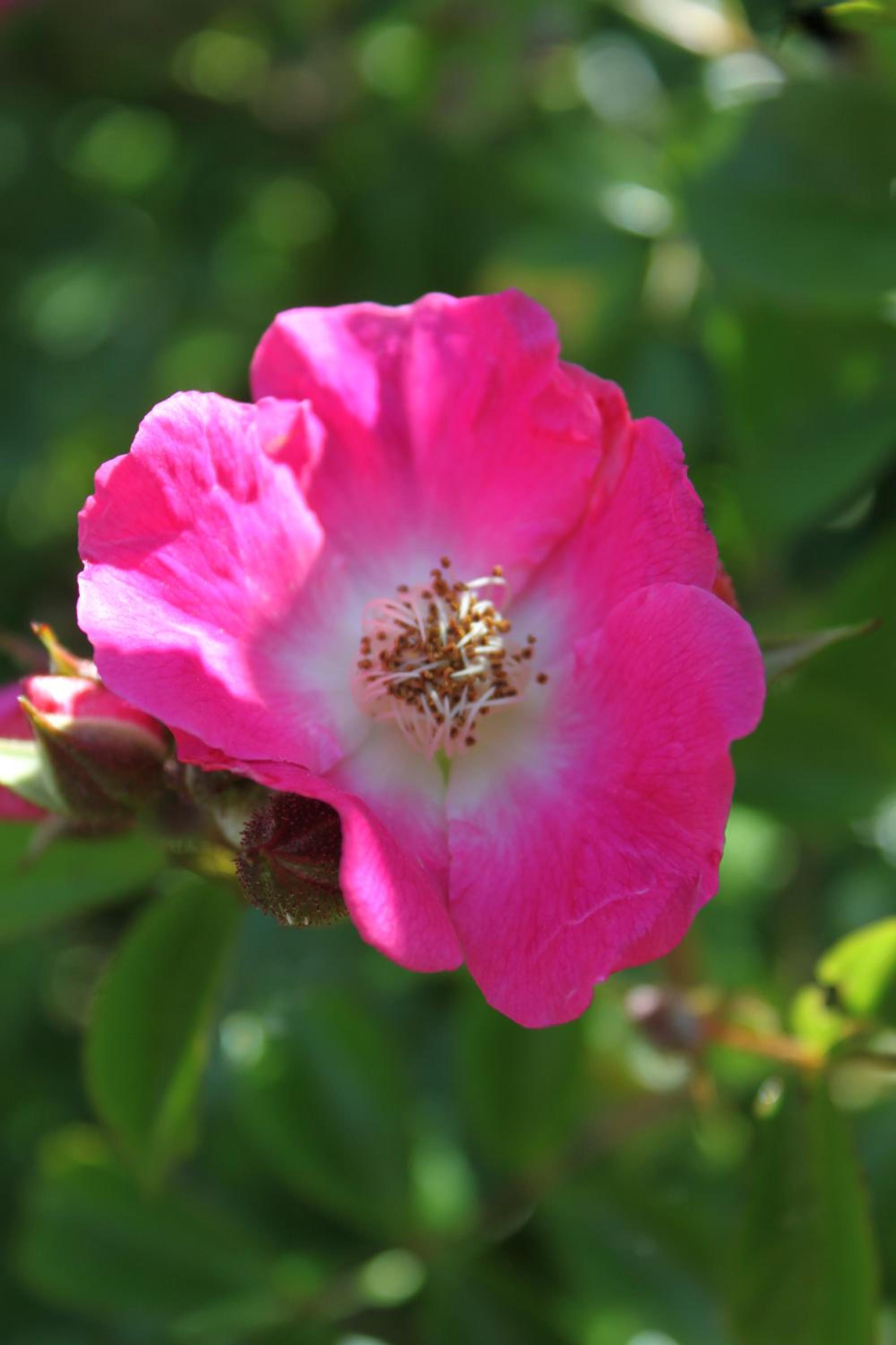 Photo 42