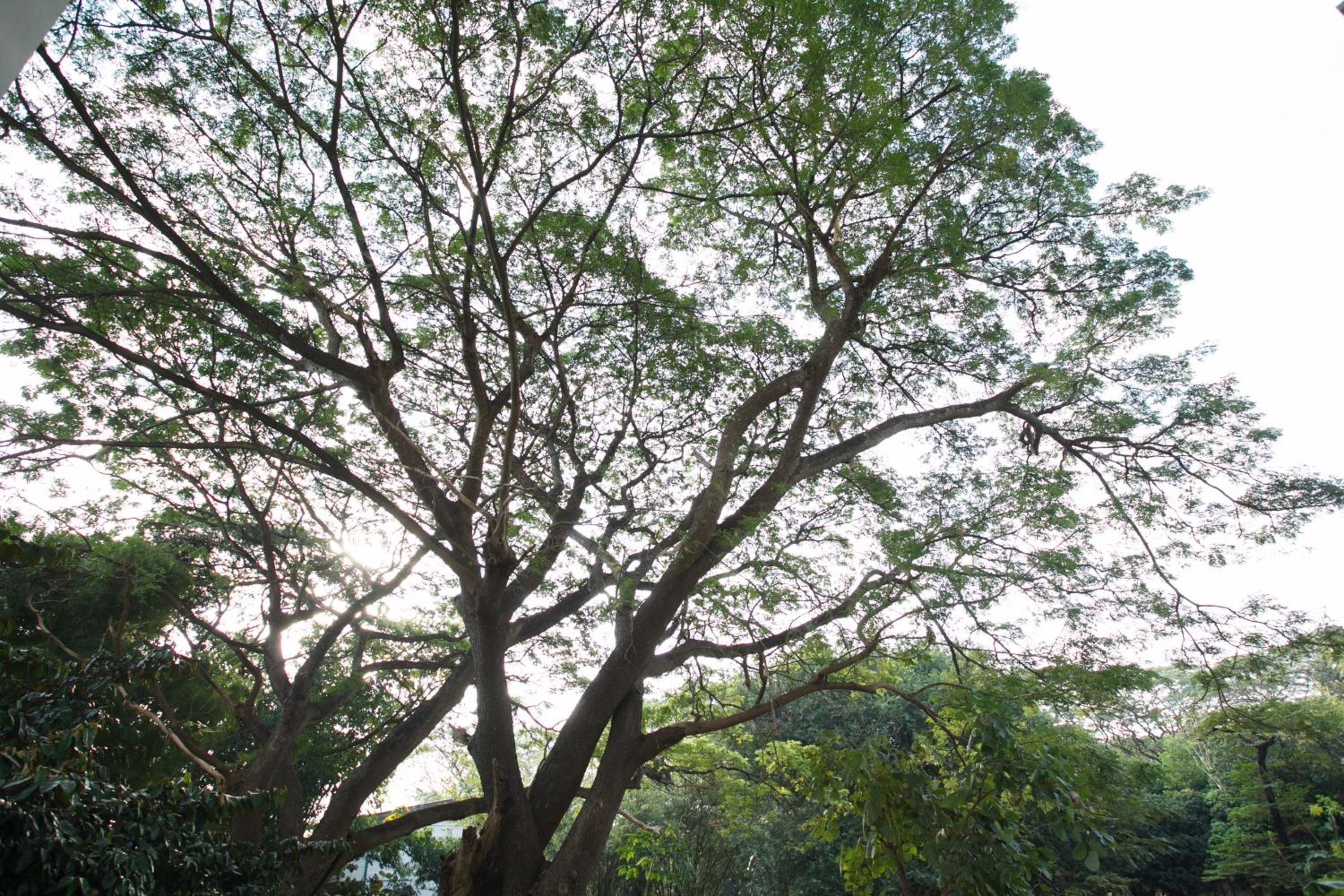 Nivas Chiangmai view 5
