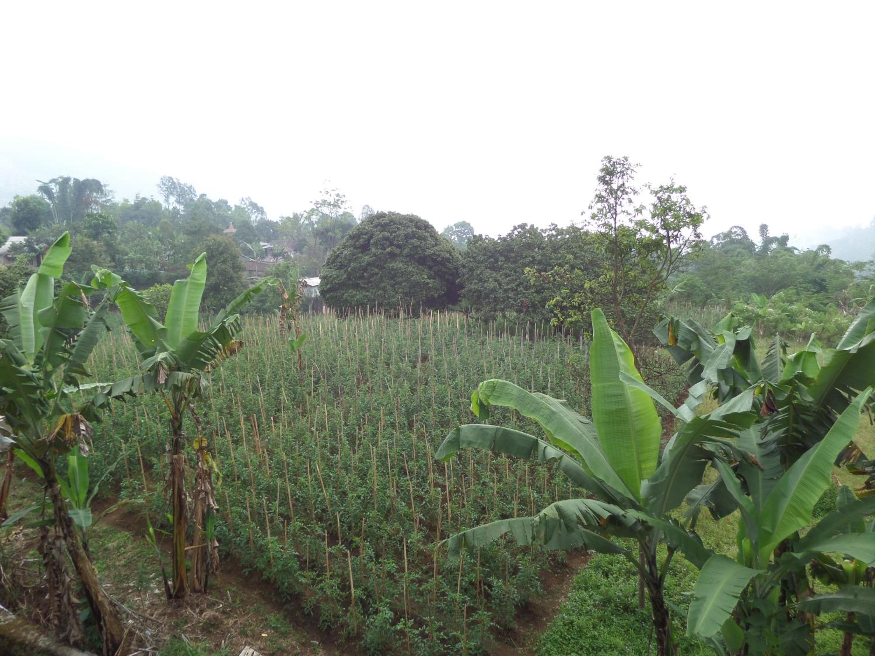 Km 31 Sujono Guesthouse