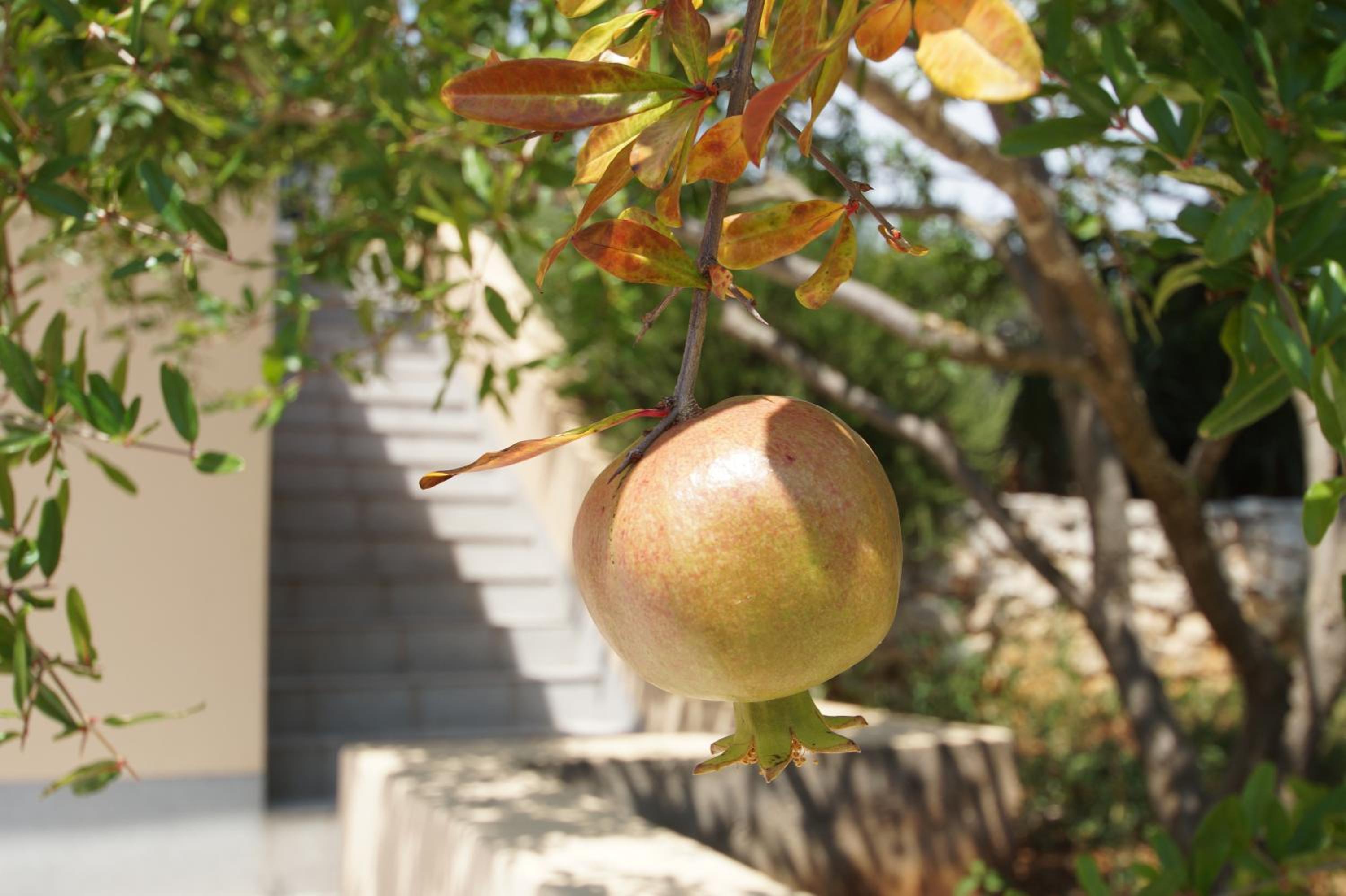 Photo 44