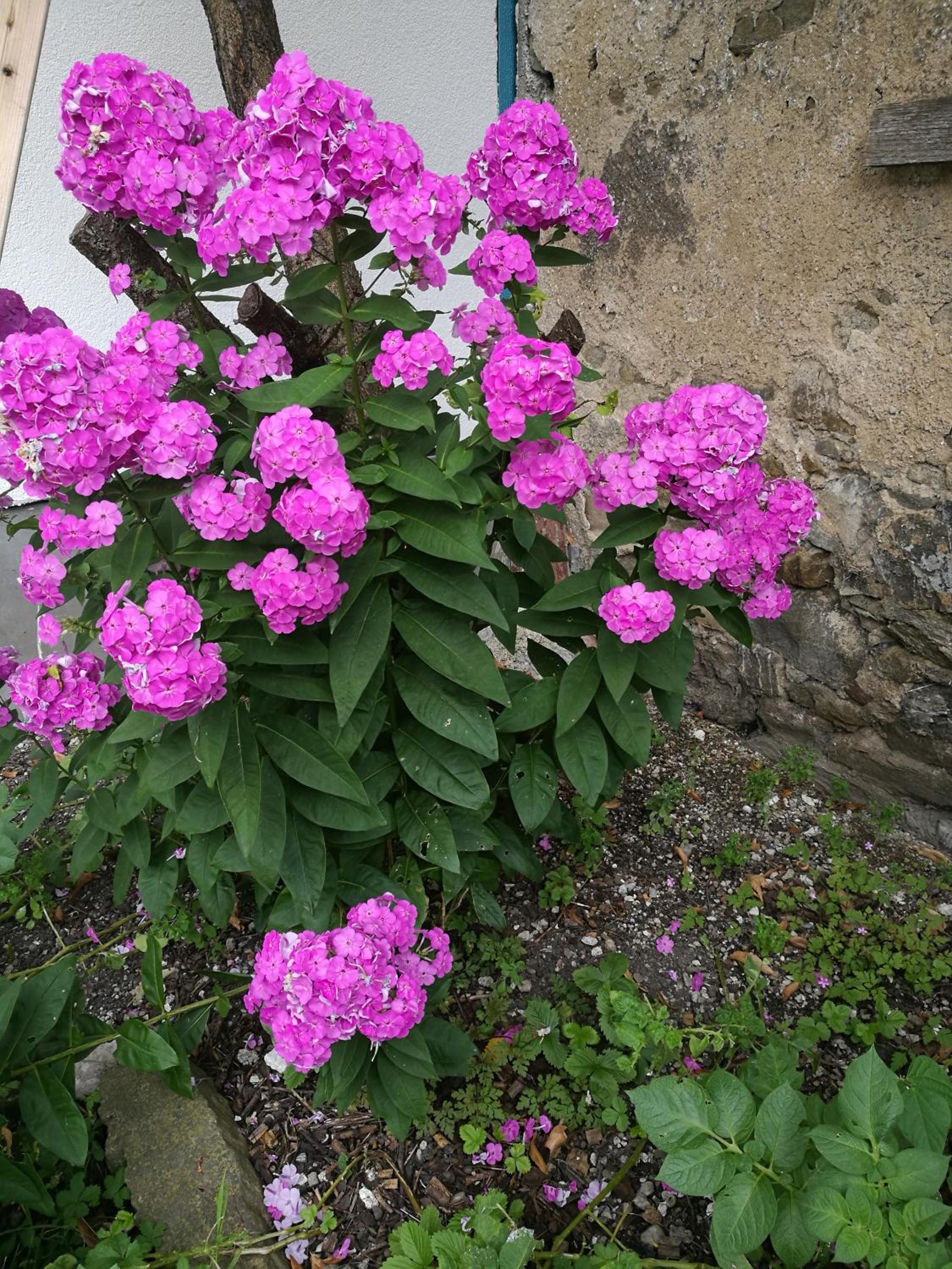Photo 38