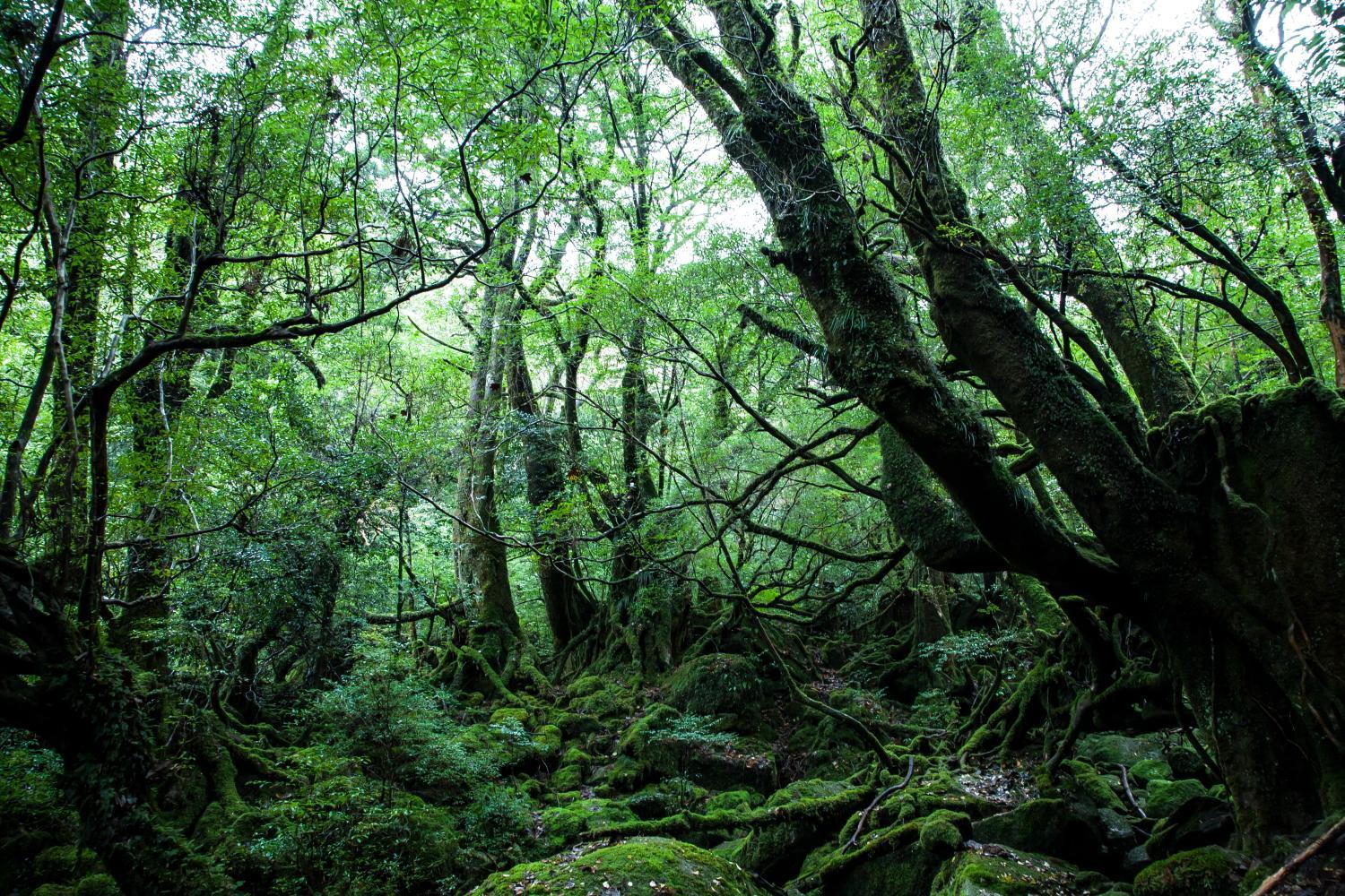 Ananda Chillage Yakushima view 3