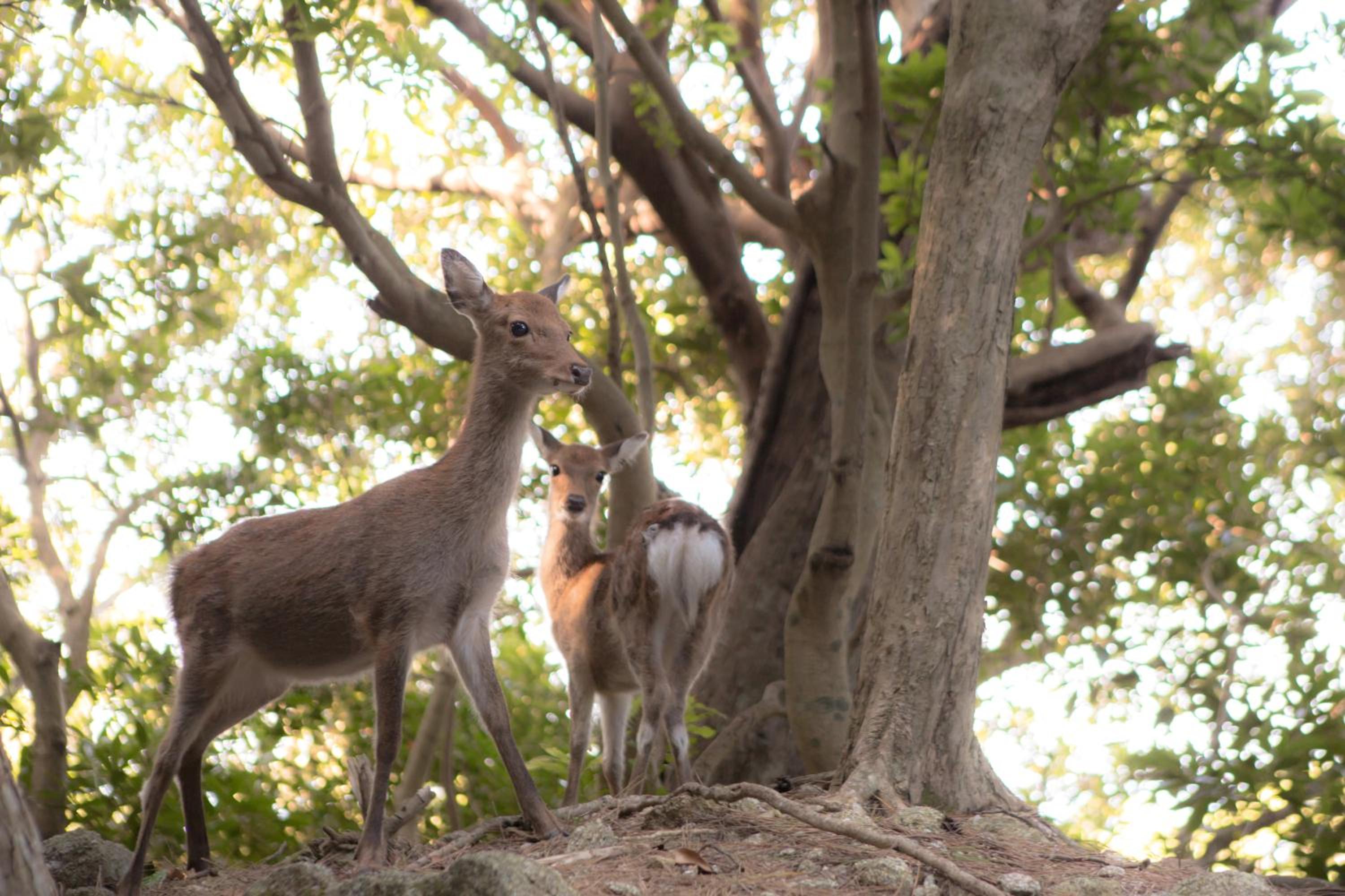Ananda Chillage Yakushima view 4