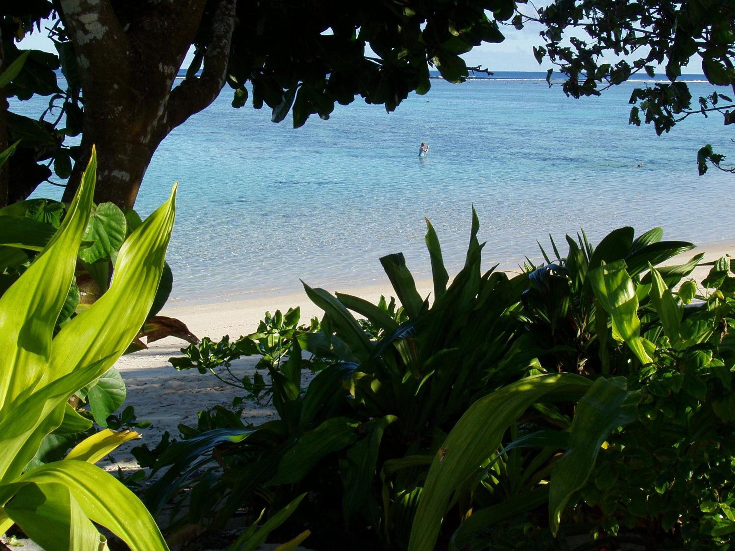 Palm Grove