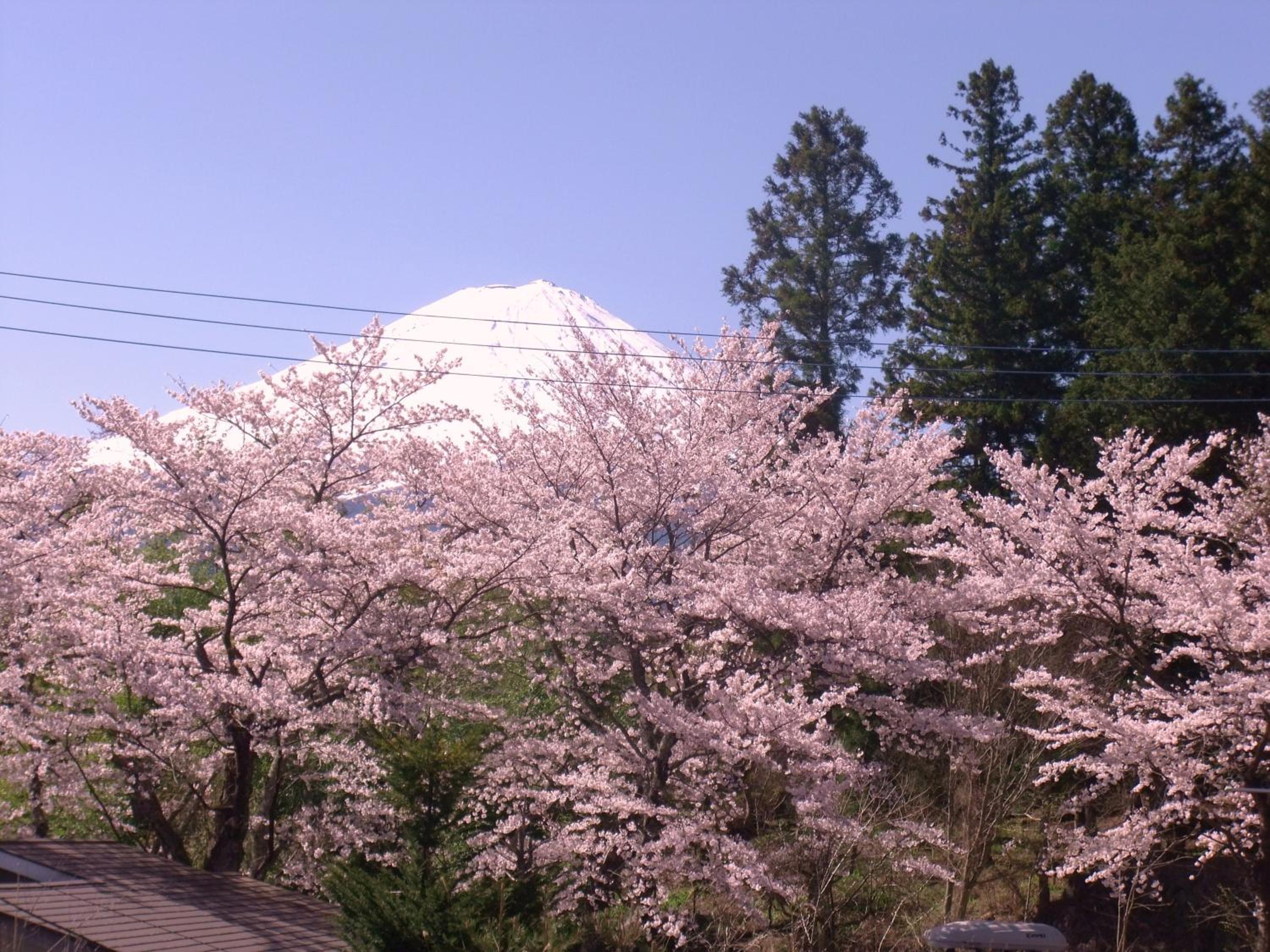 Nishimiyasou