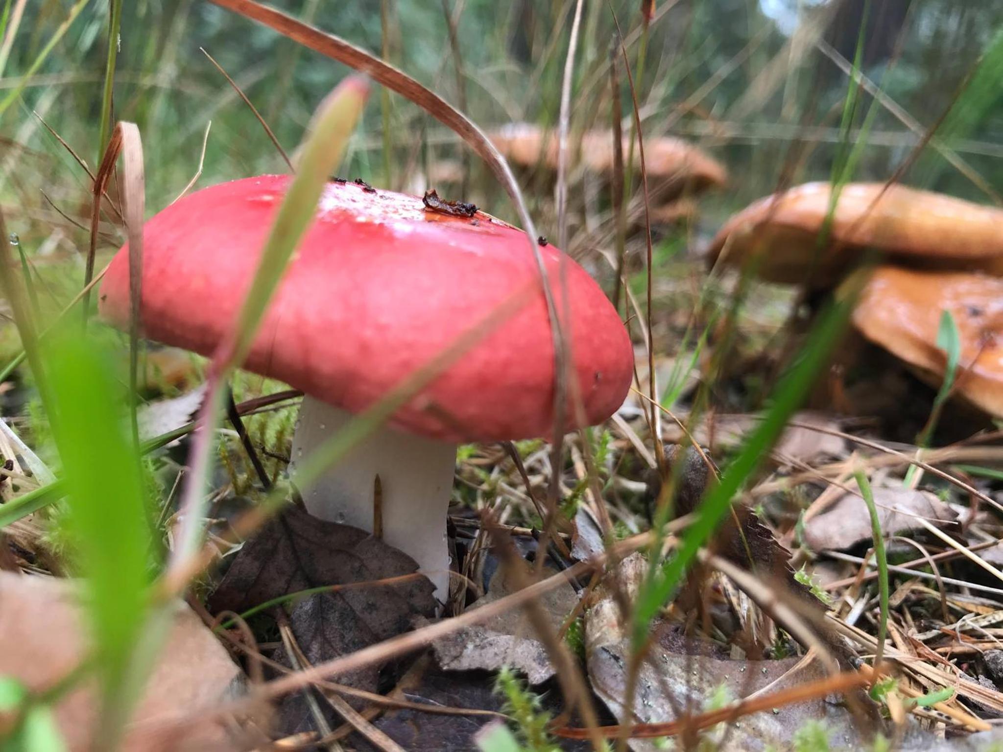 Koskenselän Lomakylä