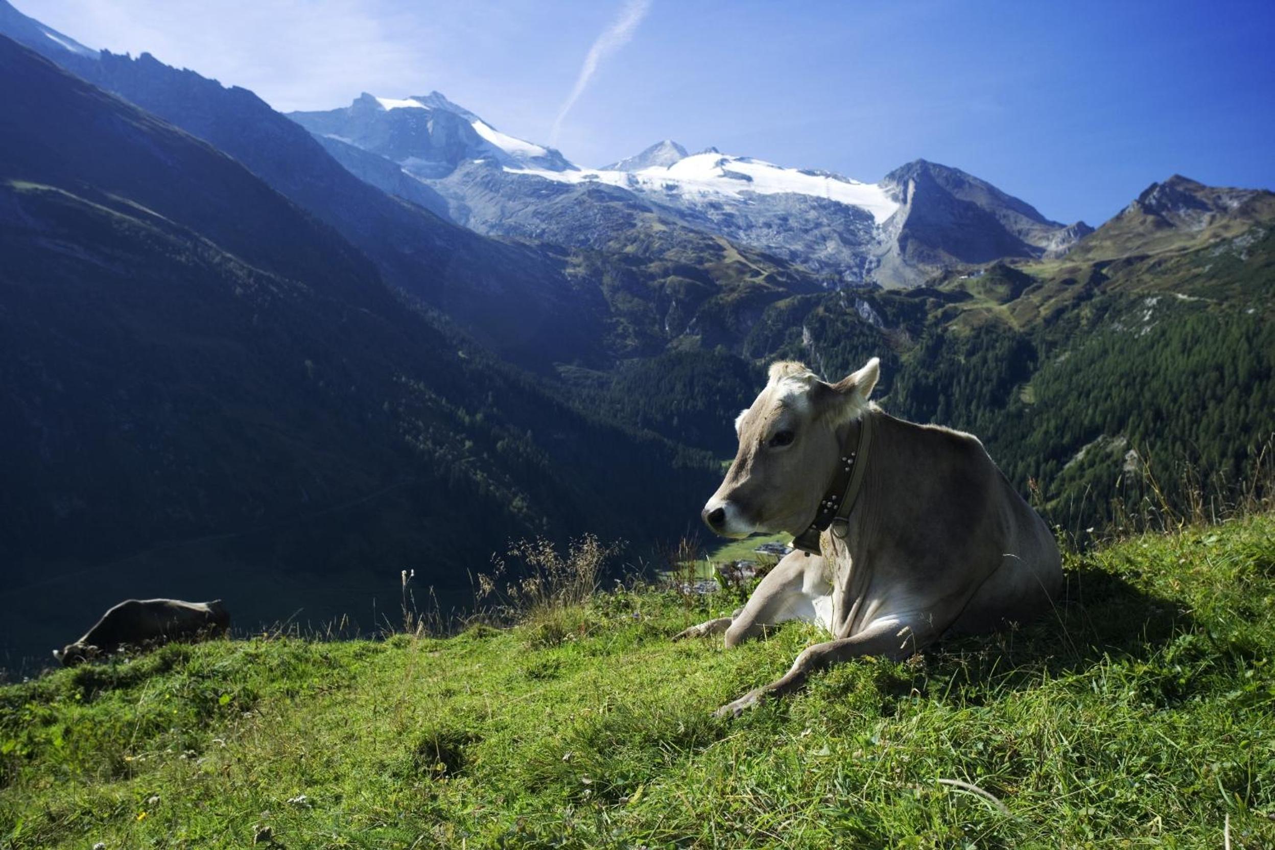 Brixnerhof im Zillertal
