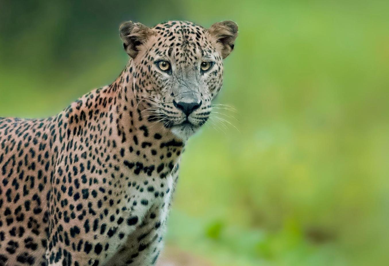 Big Game - Wilpattu by Eco Team