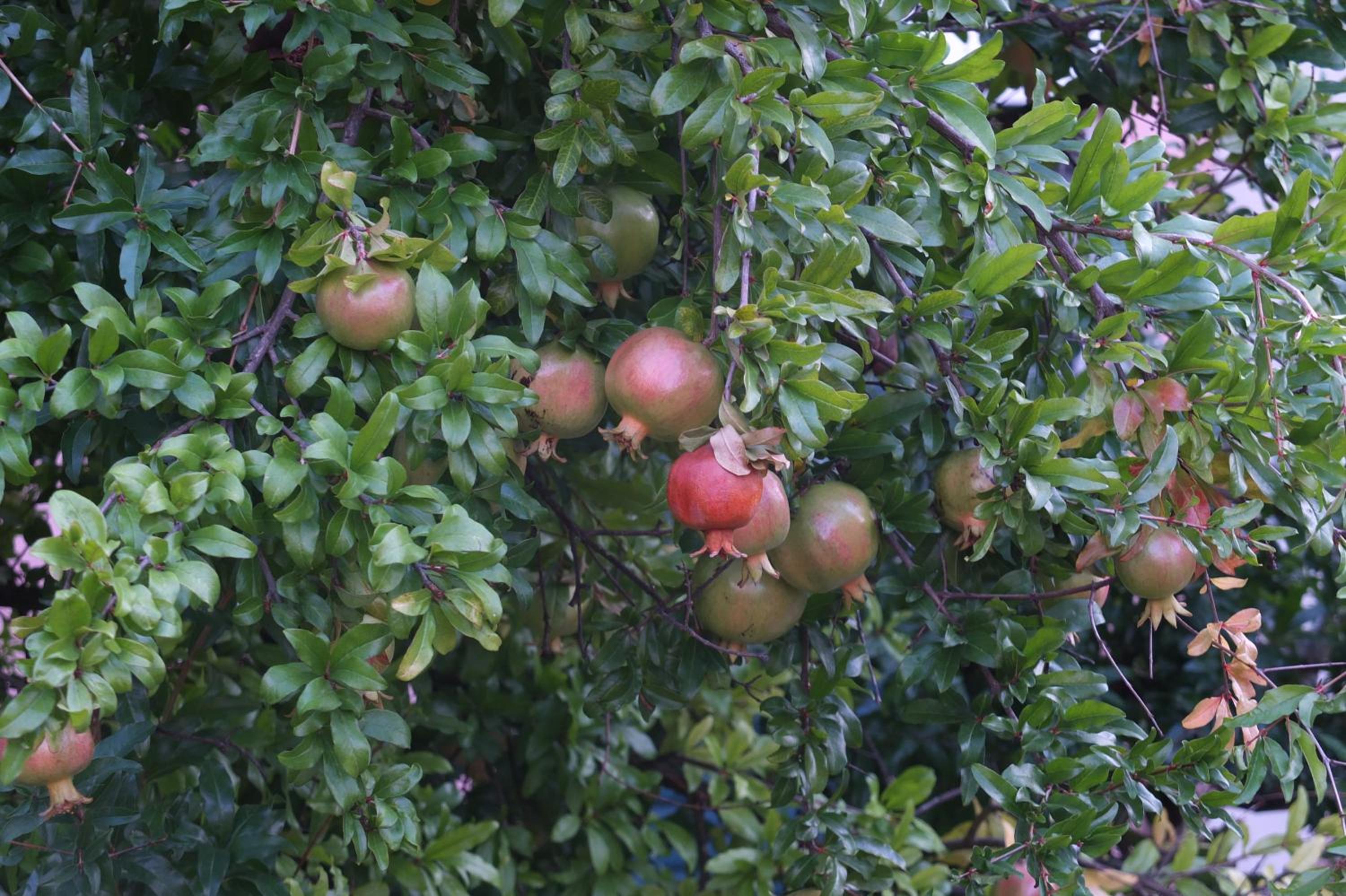 Photo 26