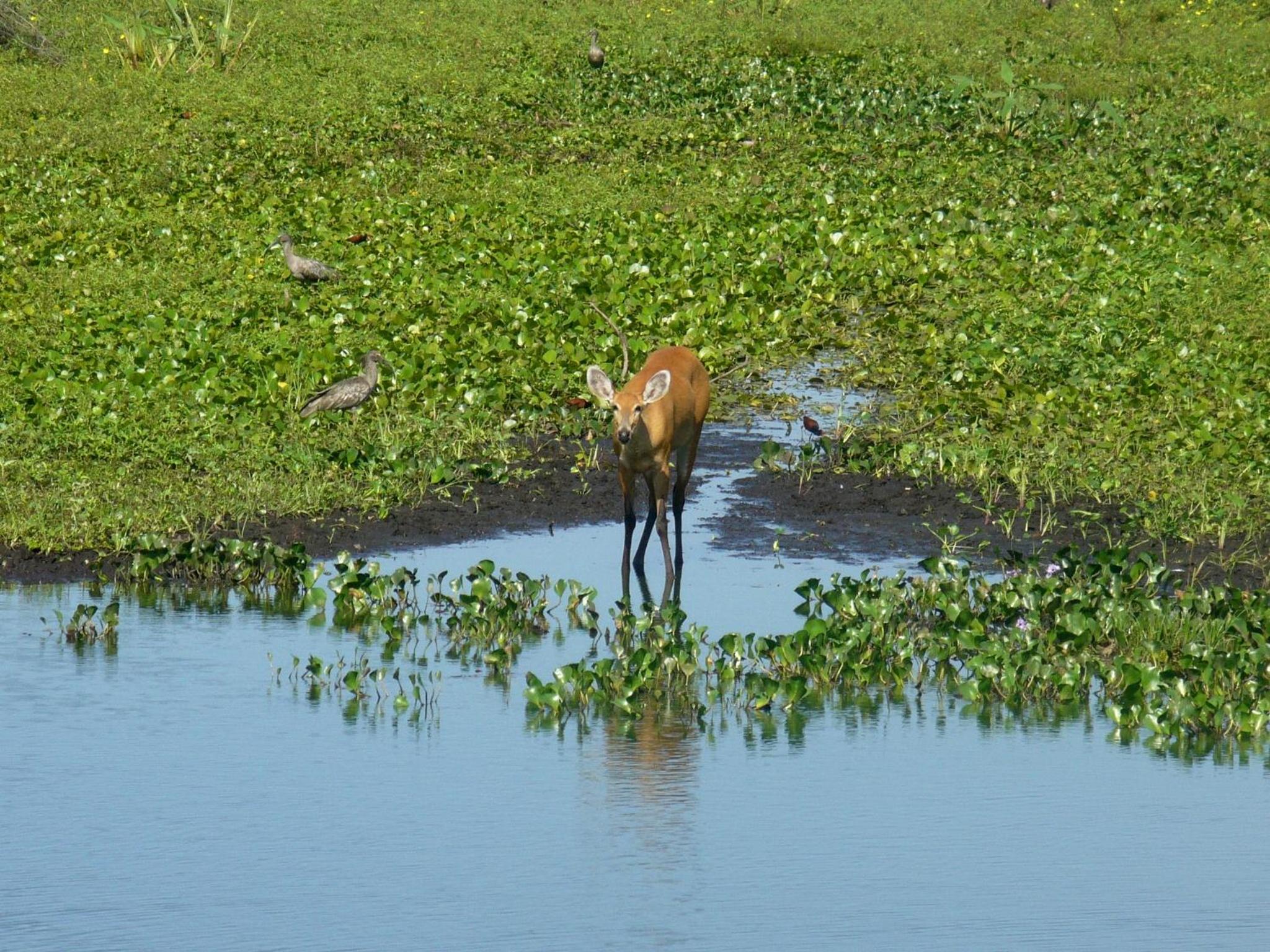 Pousada São João - Estrada Parque Pantanal