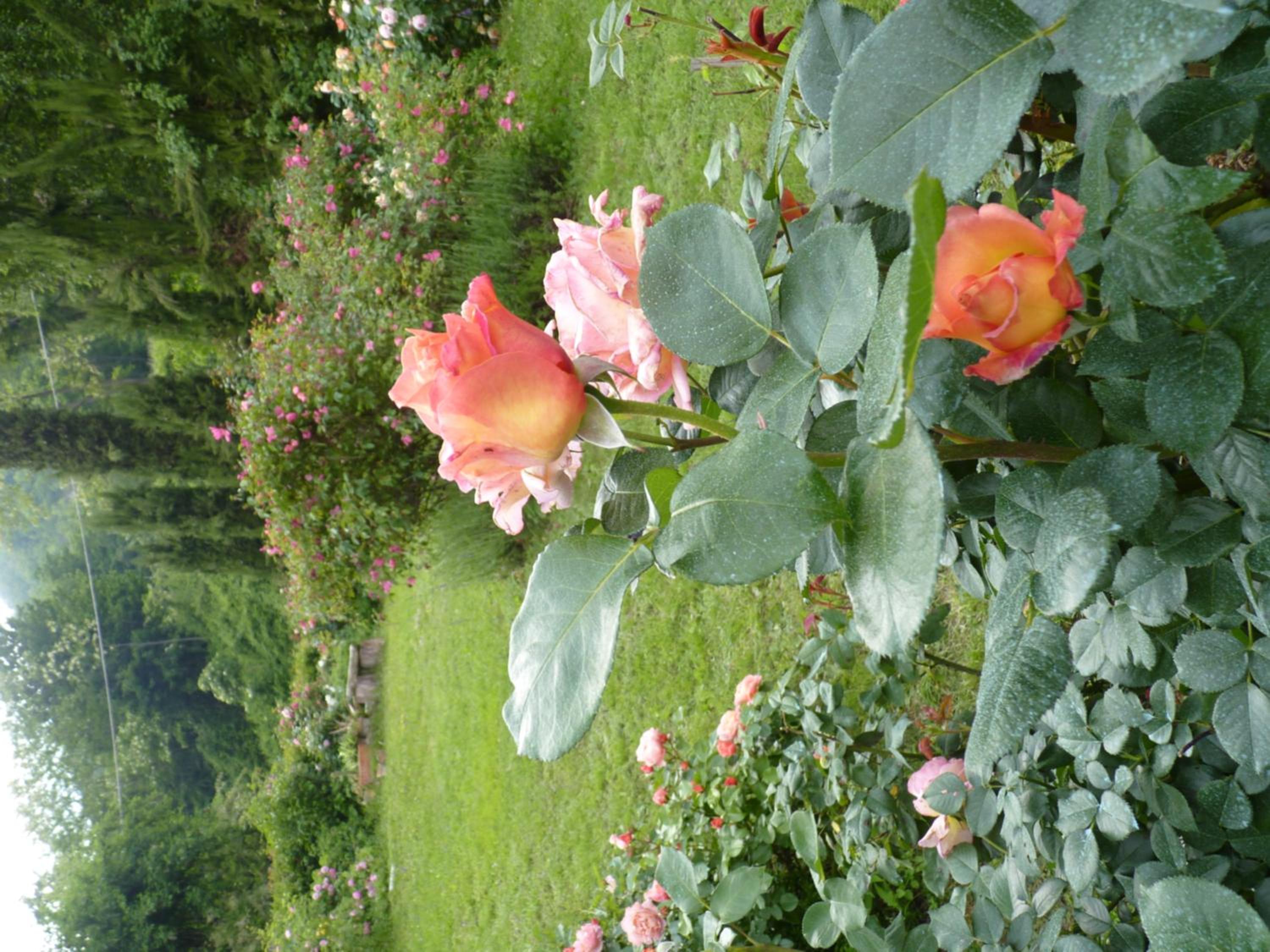 Photo 46