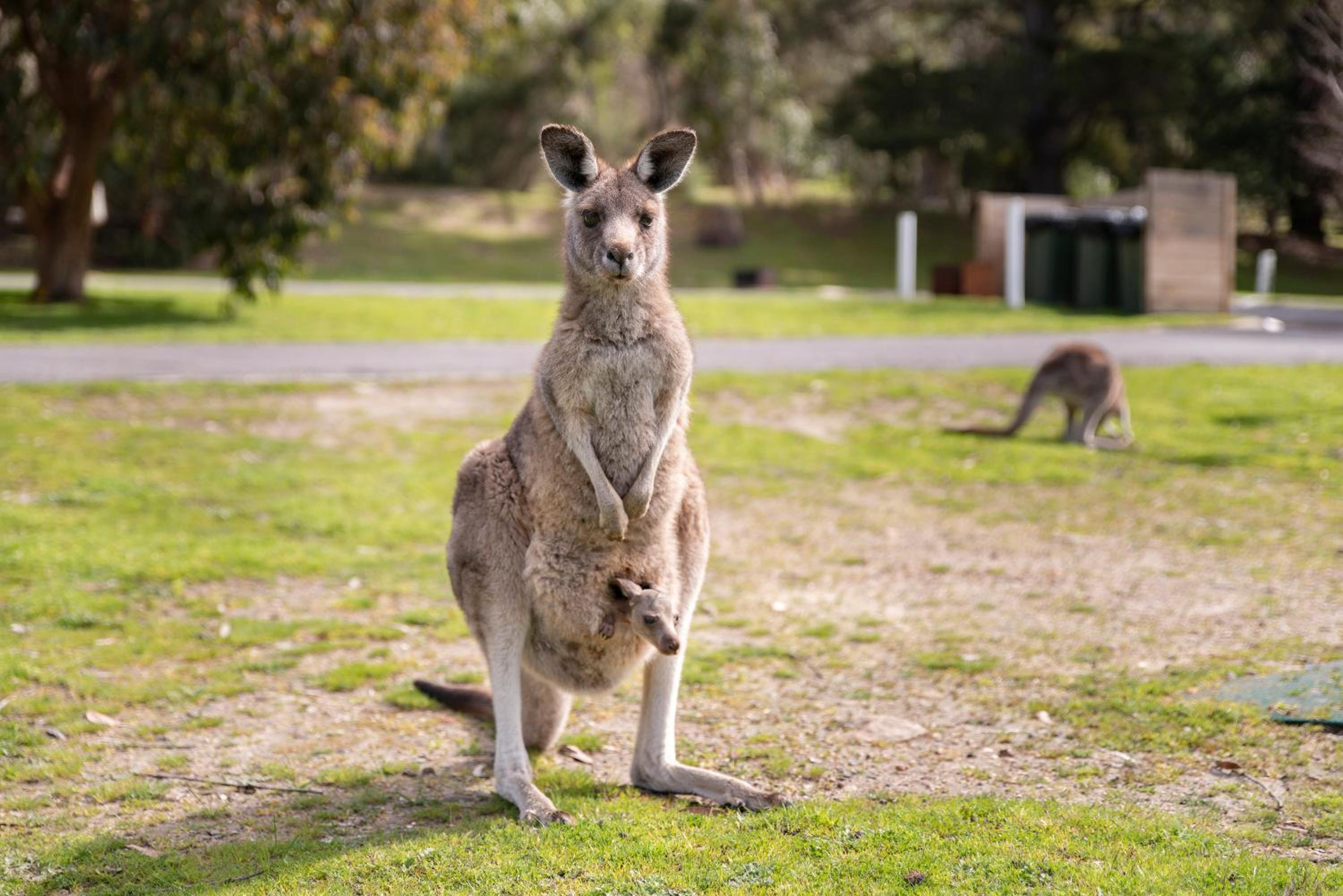 Breeze Holiday Parks - Halls Gap