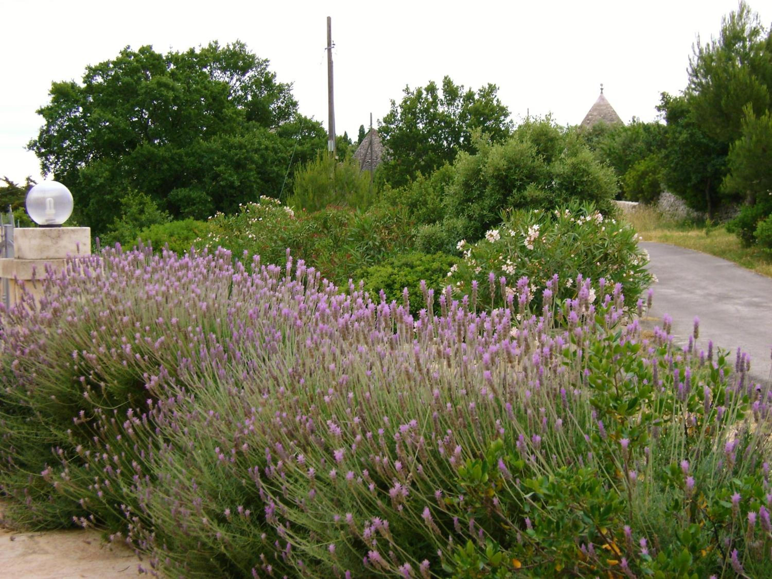 Le Lantane