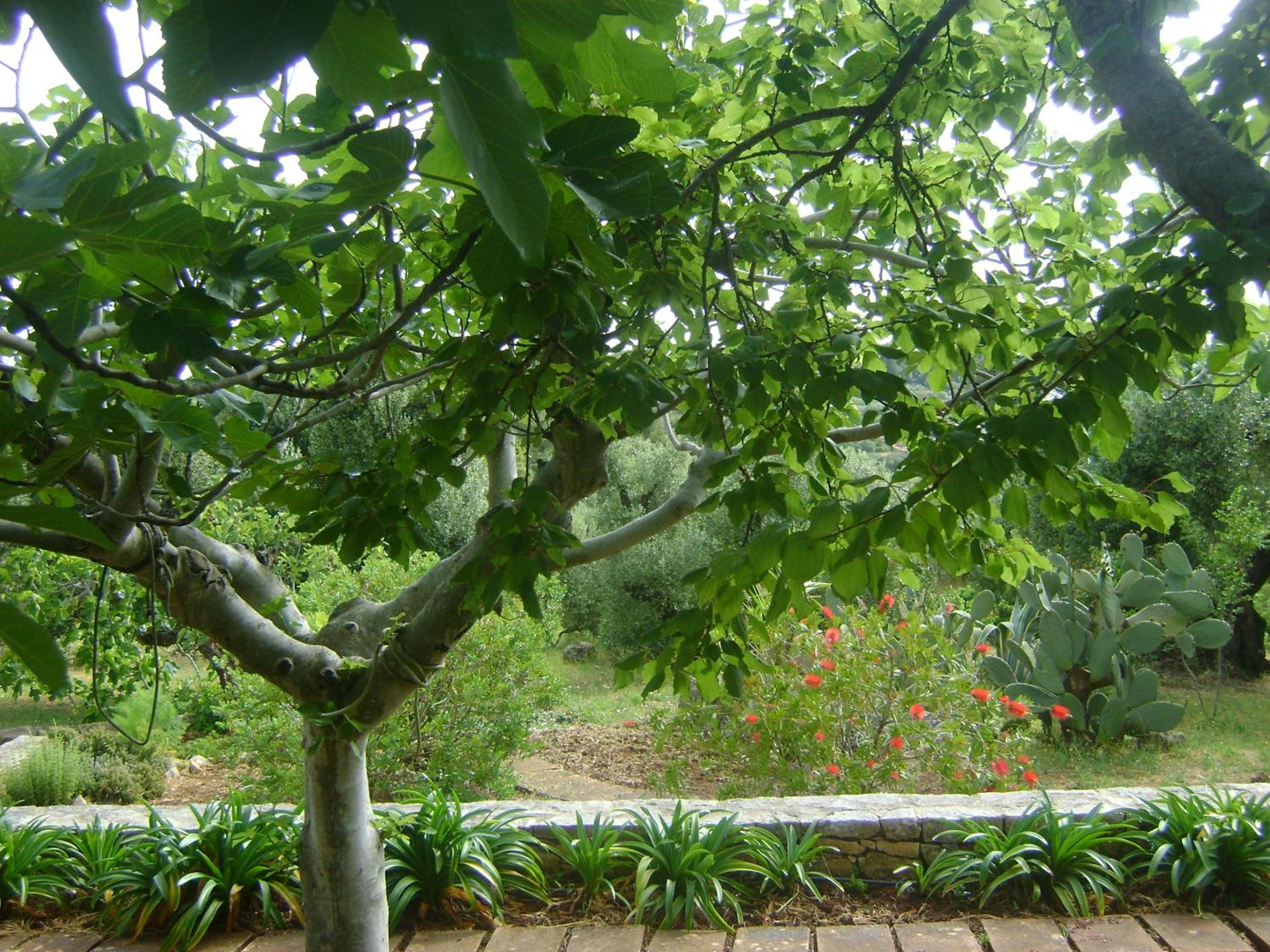 Le Lantane
