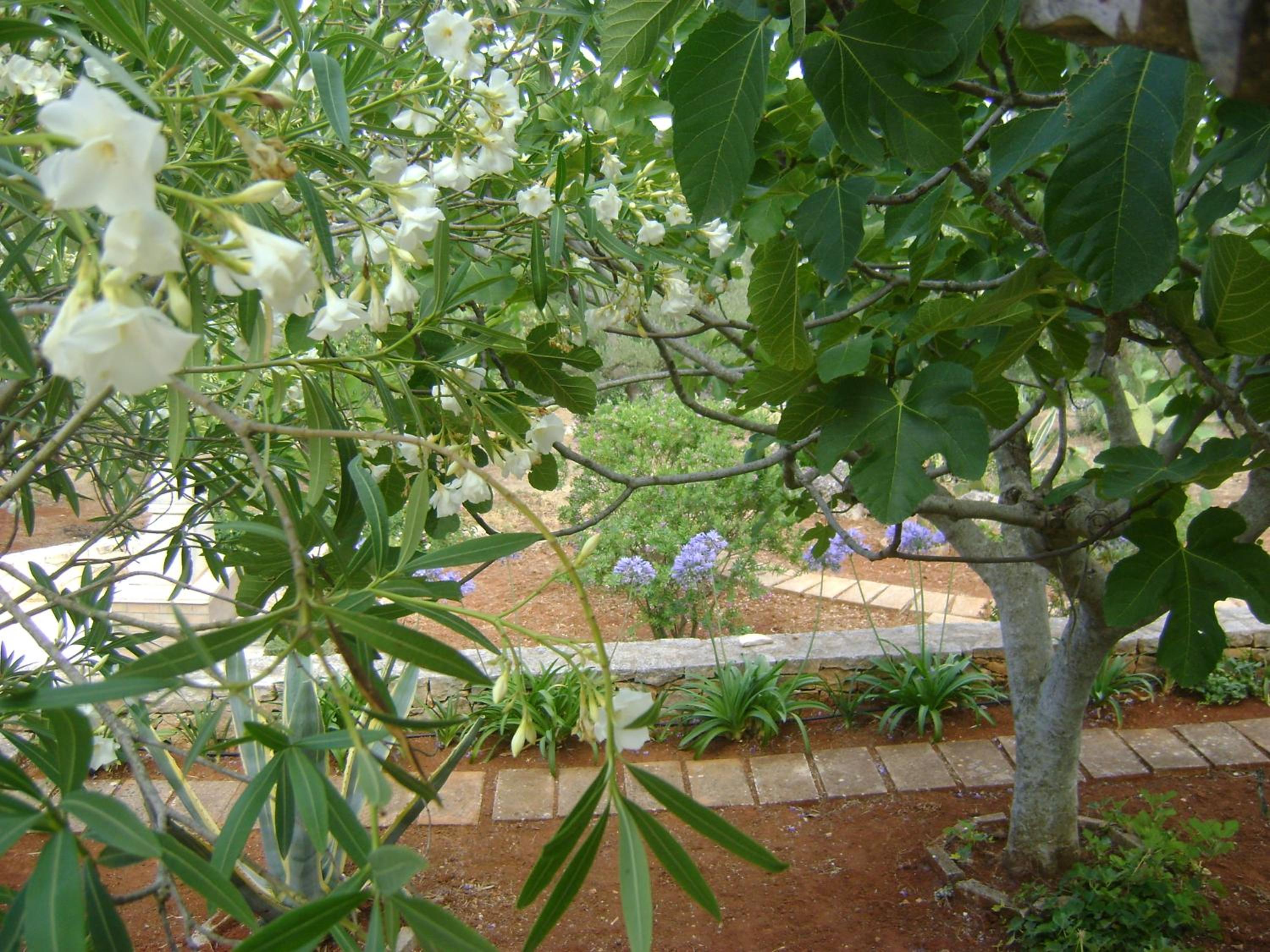 Le Lantane