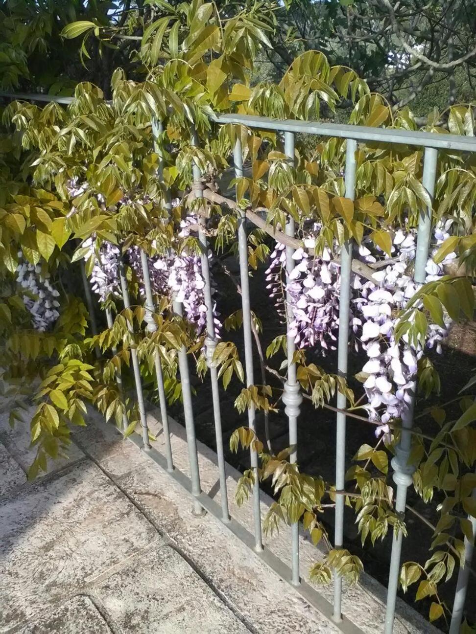 Le Lantane