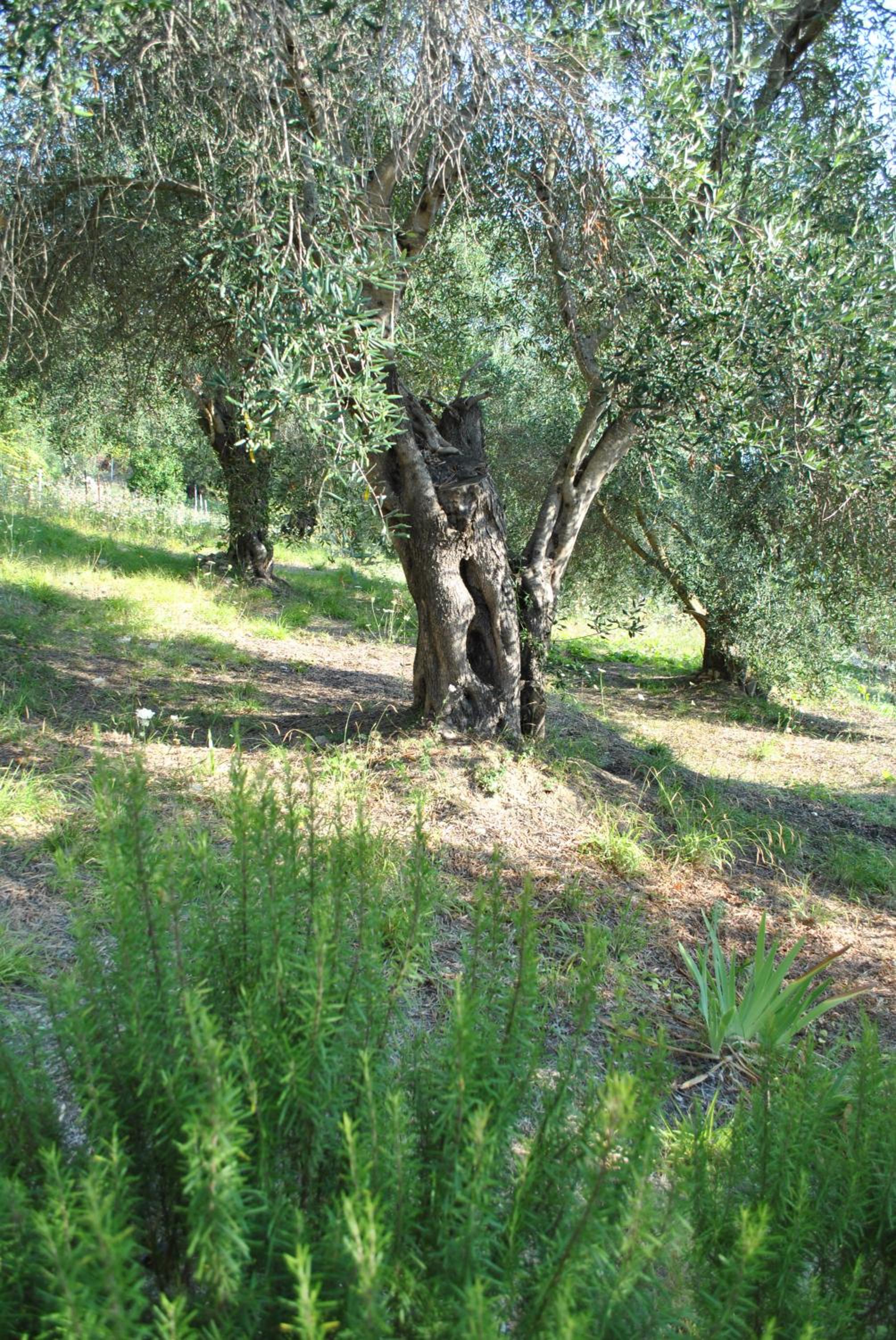 Photo 40