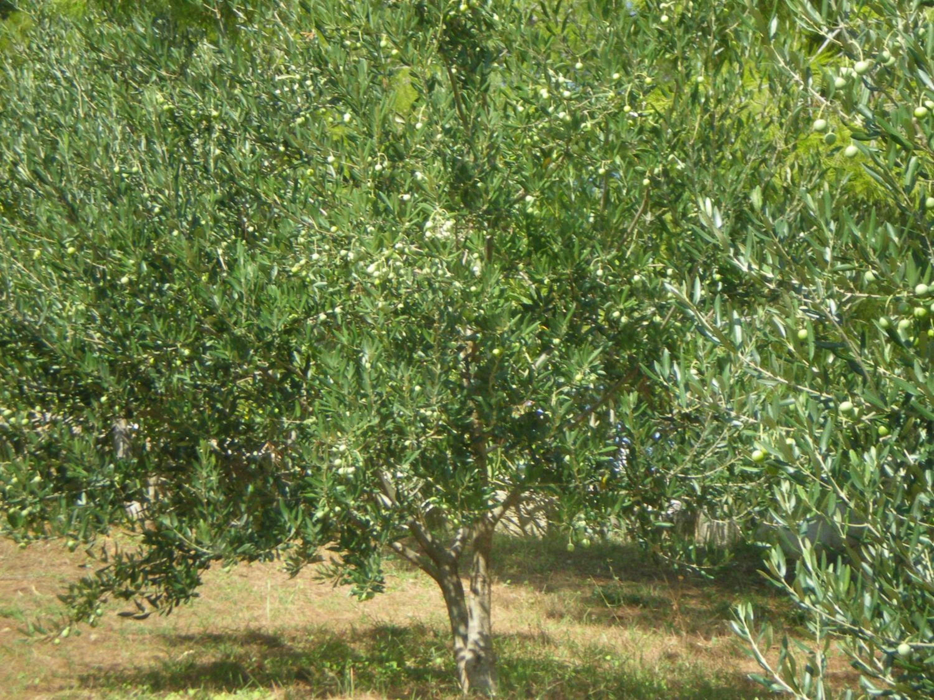 Photo 43