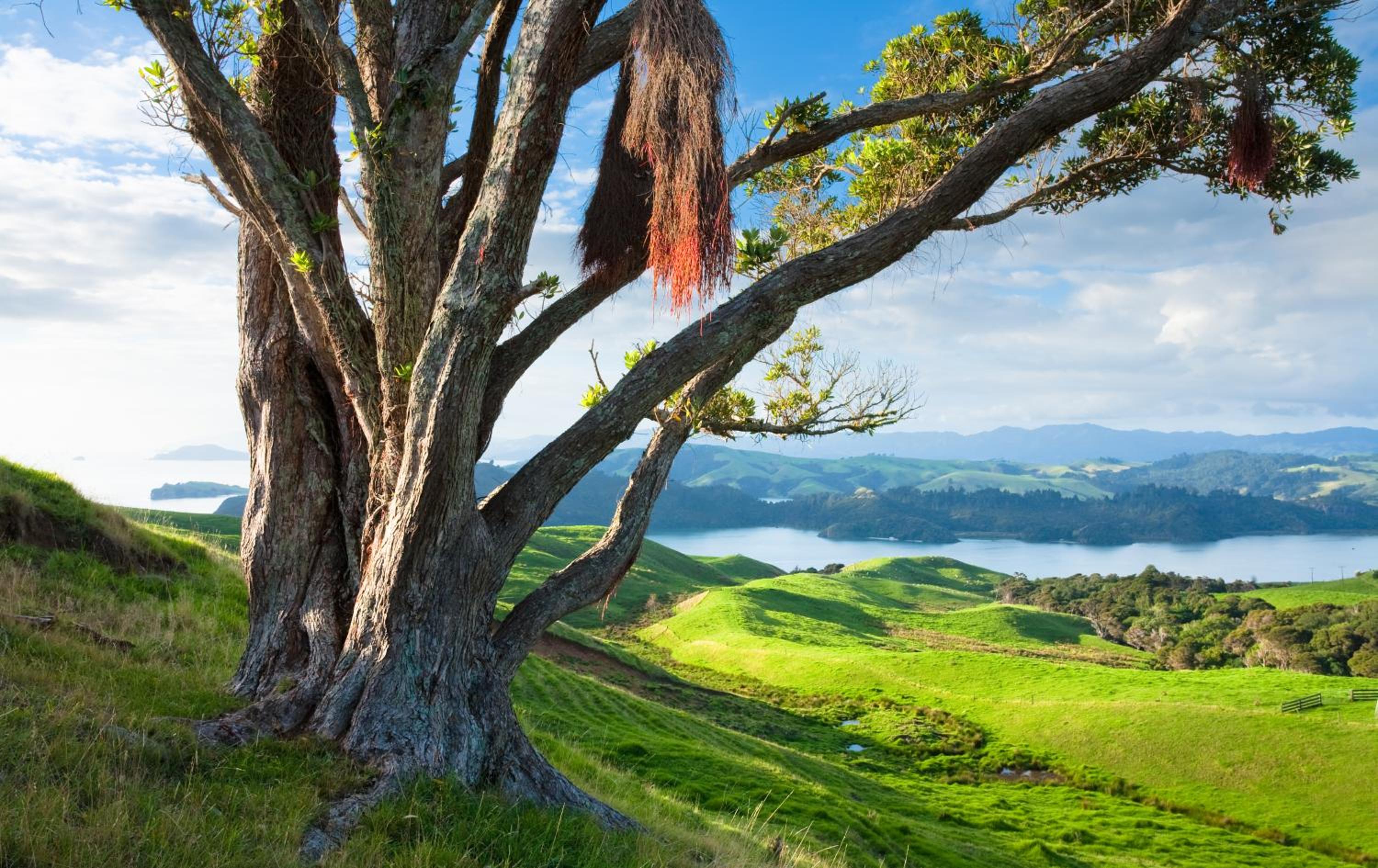 Coromandel Shelly Beach TOP 10 Holiday Park