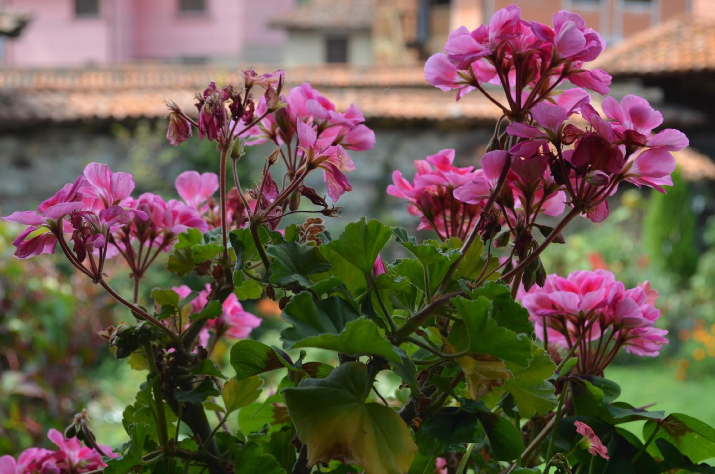 Guest House Zlatniyat Telets